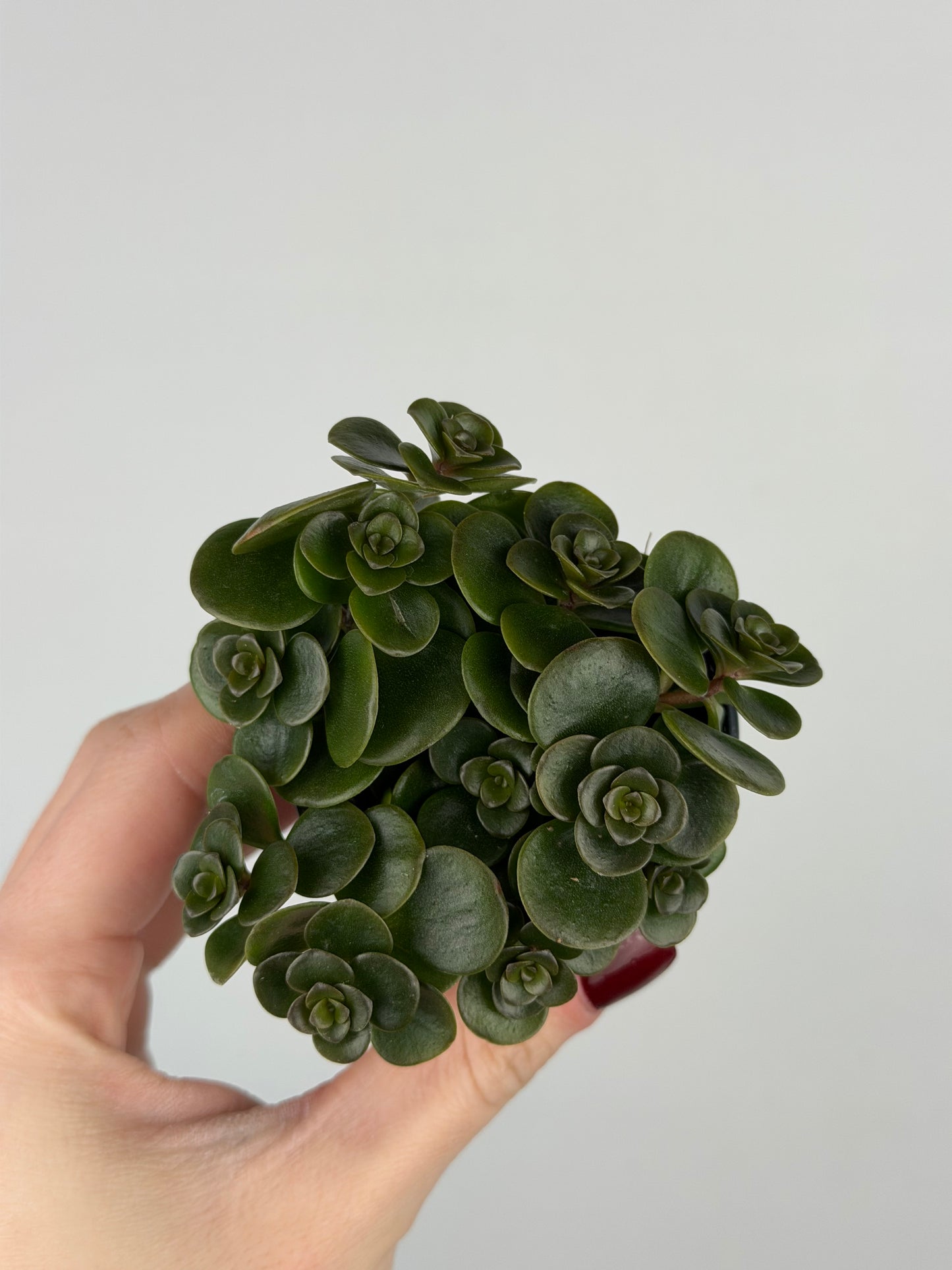 Sedum makinoi 'Tornado'