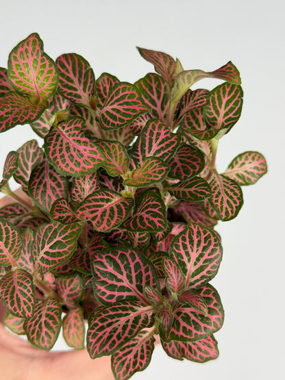 Fittonia Pink Fittonia Tropical Corner