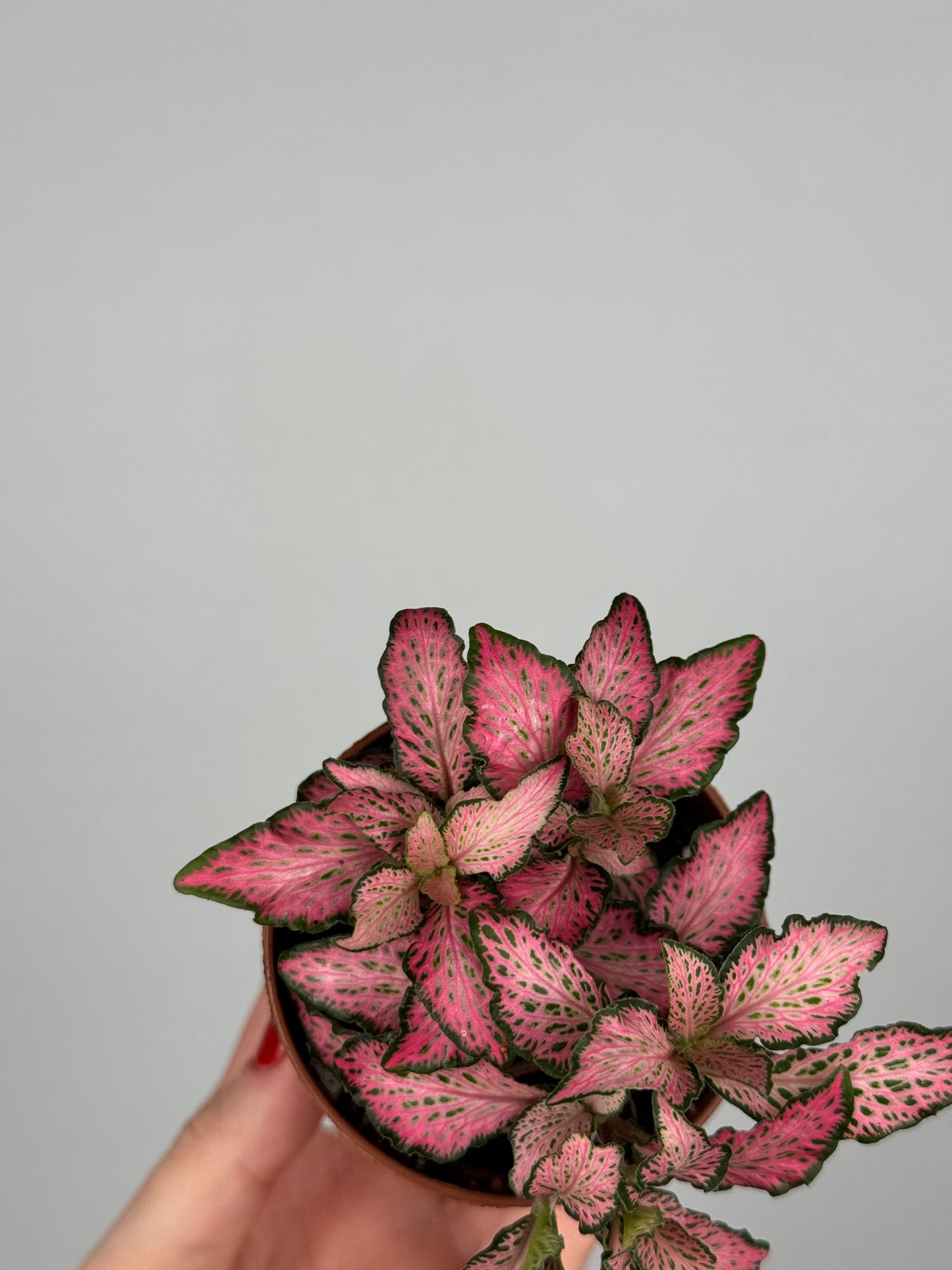 Fittonia Pink 'Forest Flame'