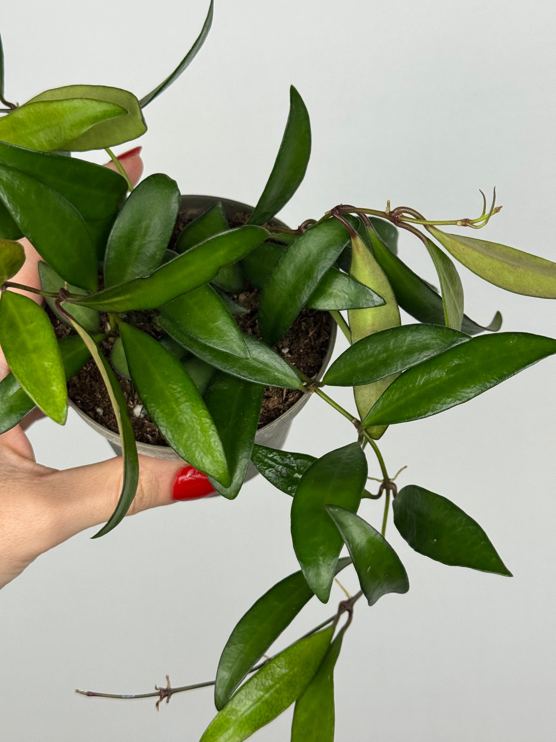 Hoya Rosita