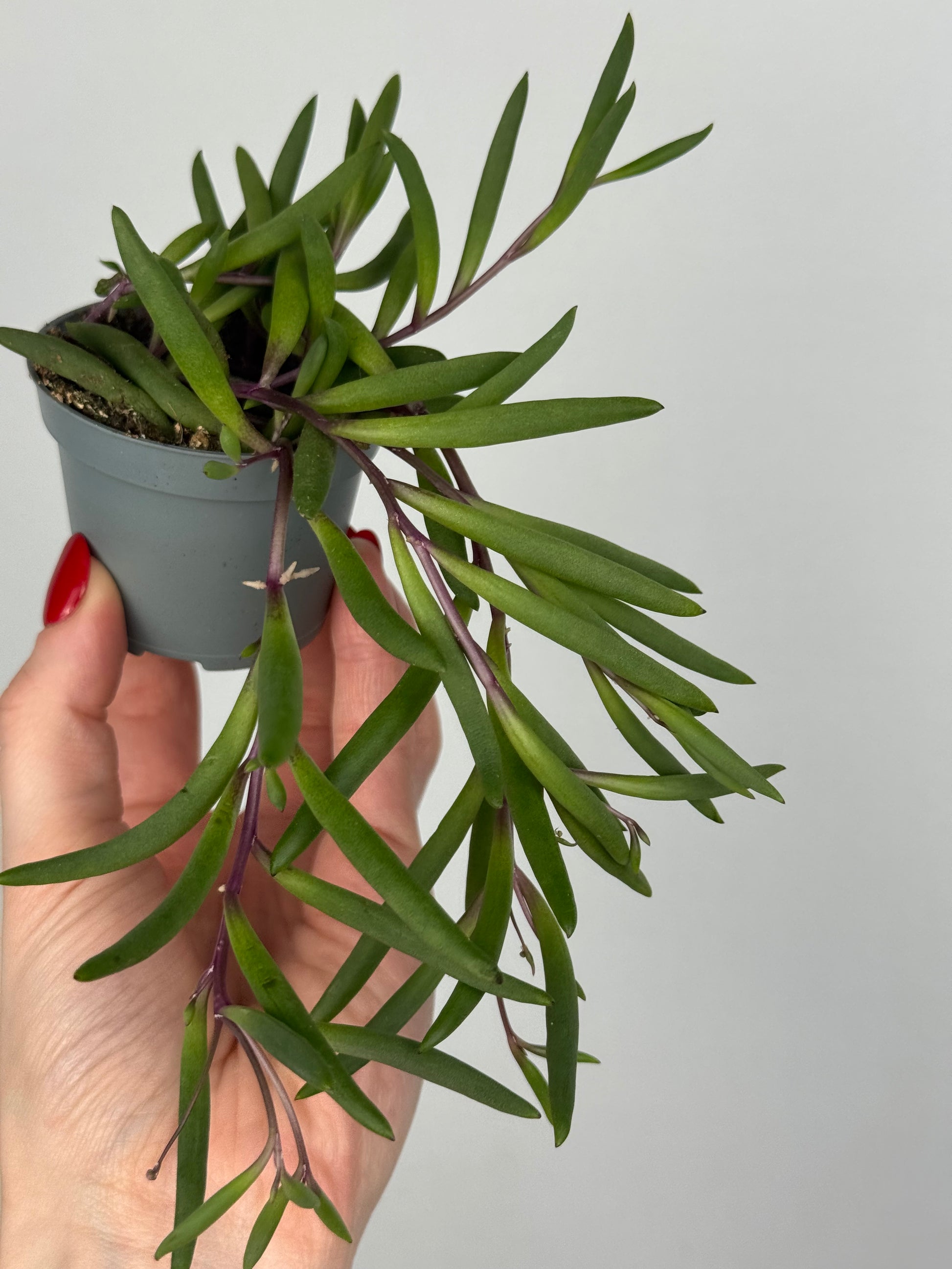 Senecio herreianus “Purple Flush”
