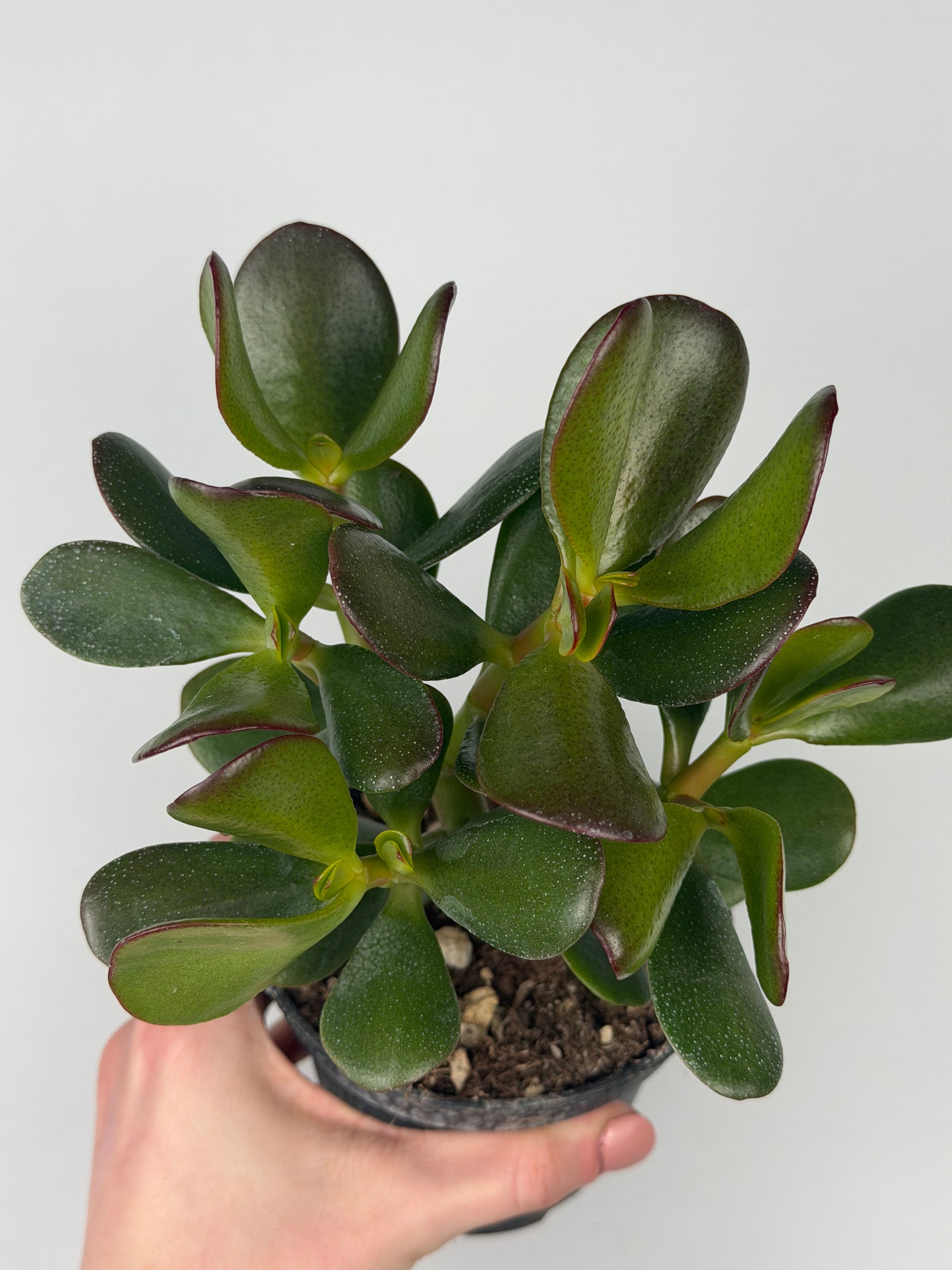 Crassula ovata Crassula Tropical Corner