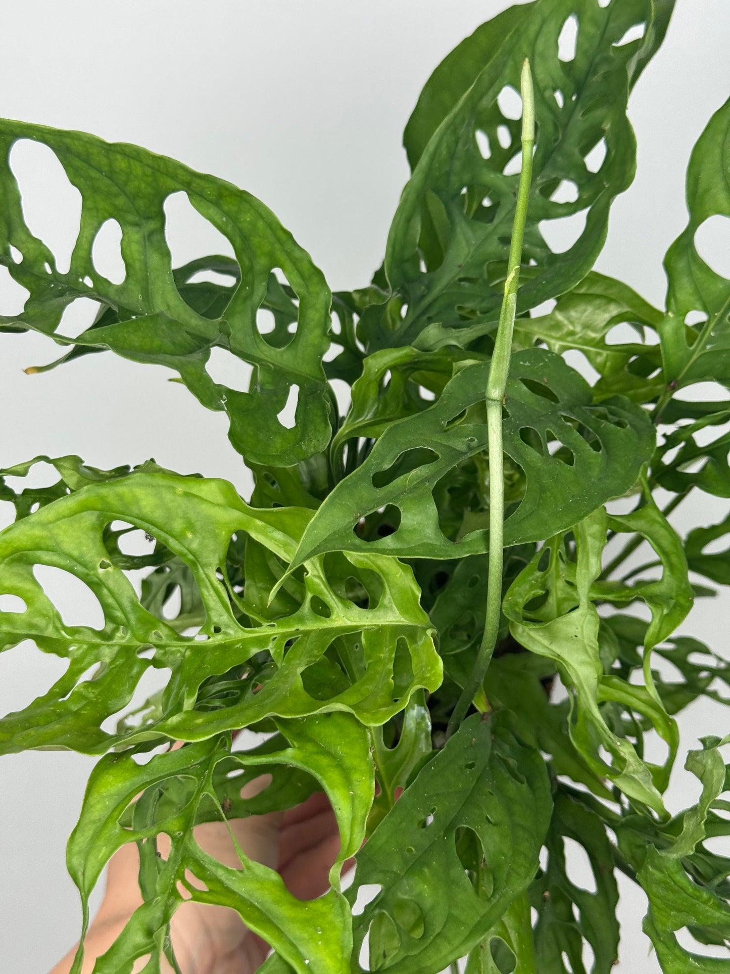 Monstera Obliqua "Perù"