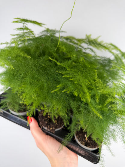 Asparagus Setaceus 'Plumosus' Asparagus Tropical Corner