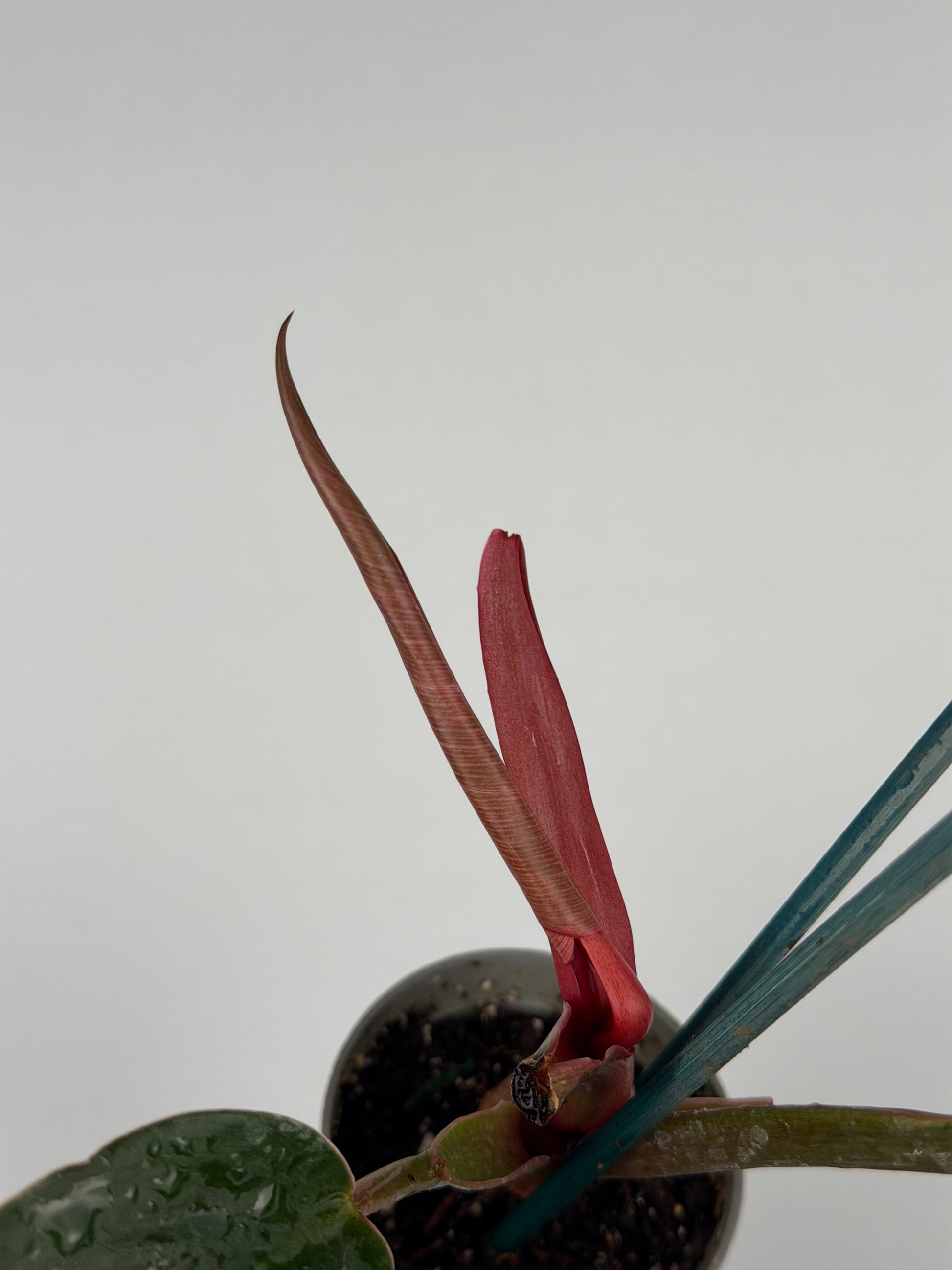 Philodendron Pink Bikini | Taki