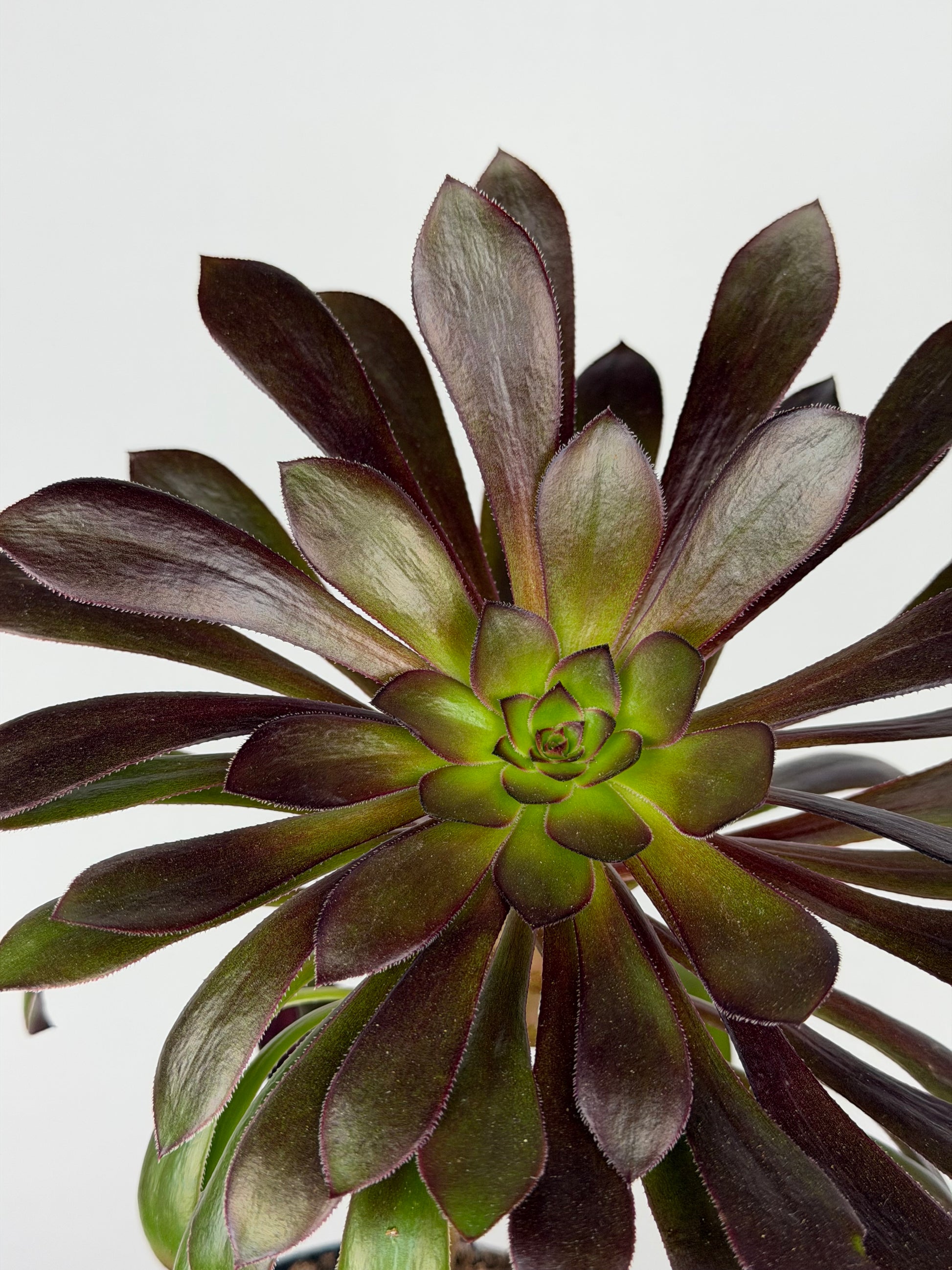 Aeonium Atropurpureum Schwarzkopf 'Testa nera' Aeonium Tropical Corner