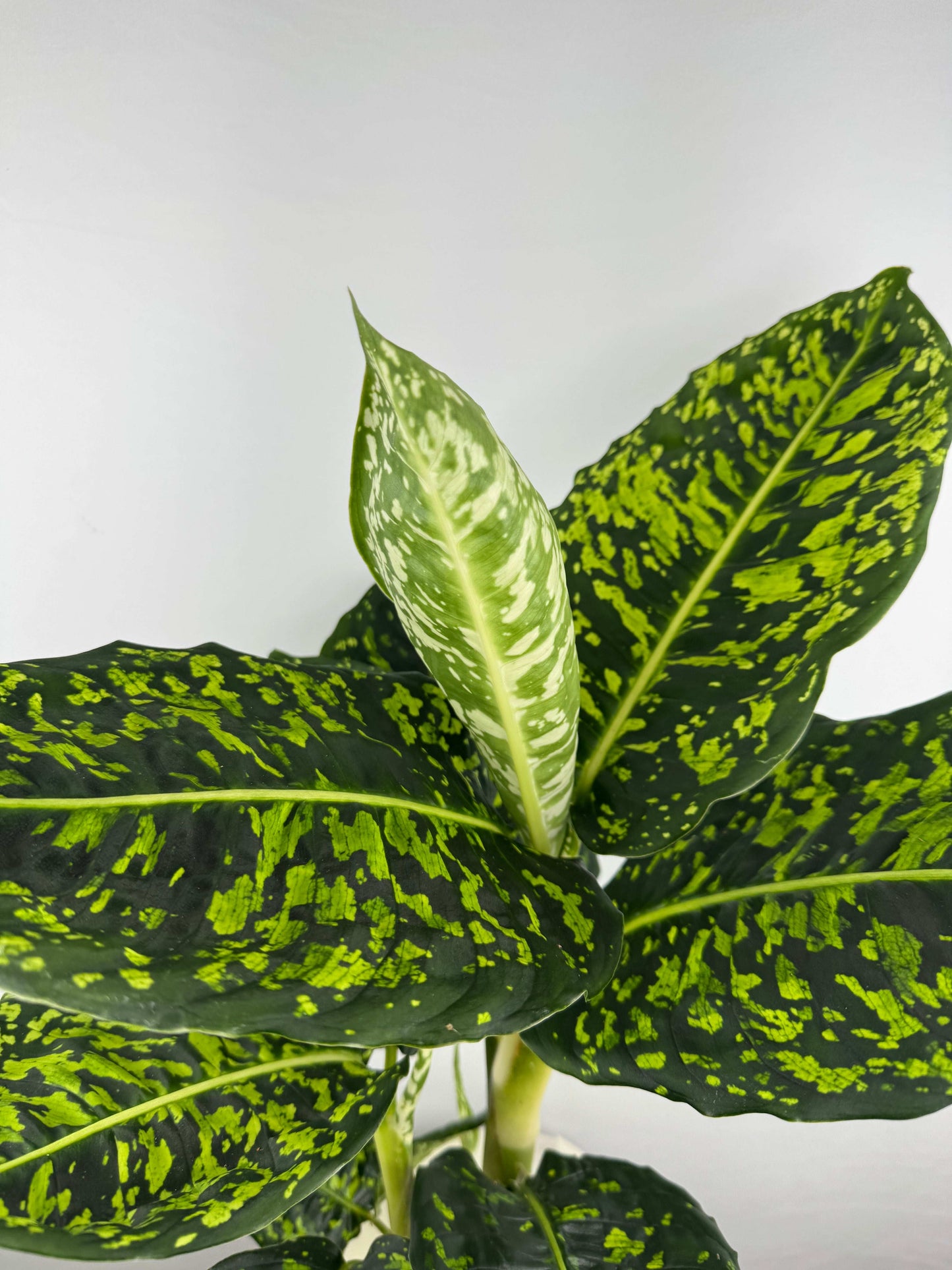 Dieffenbachia “Reflector”