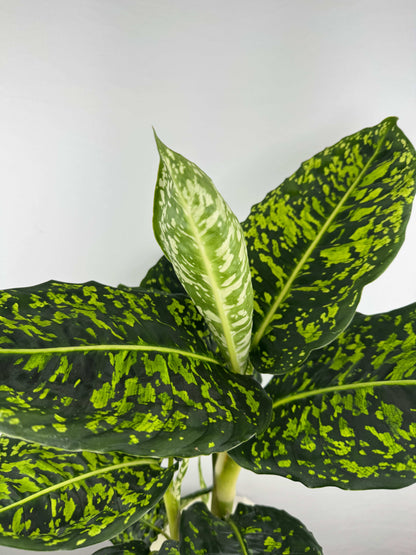 Dieffenbachia “Reflector”
