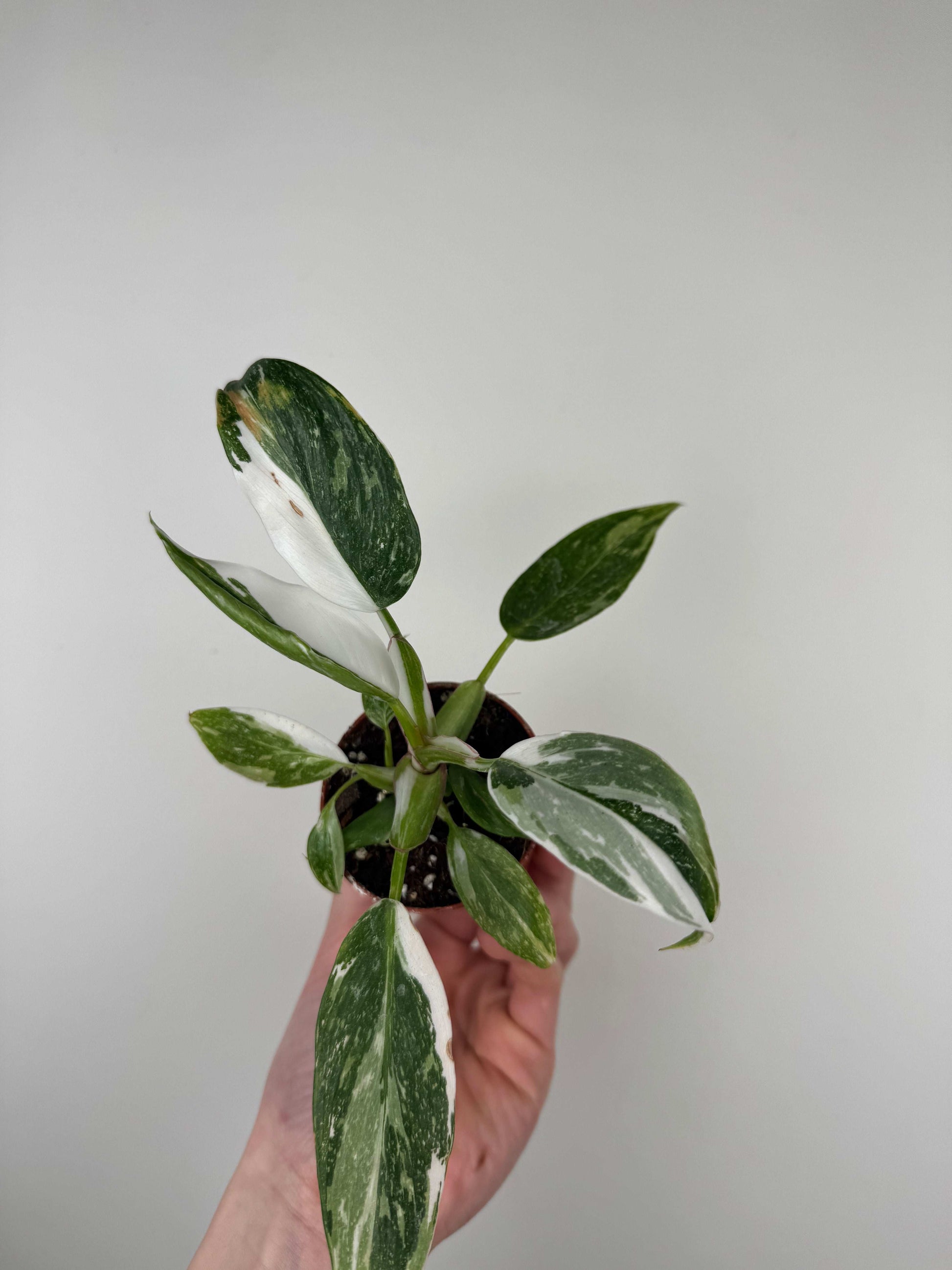 Philodendron "White Princess"
