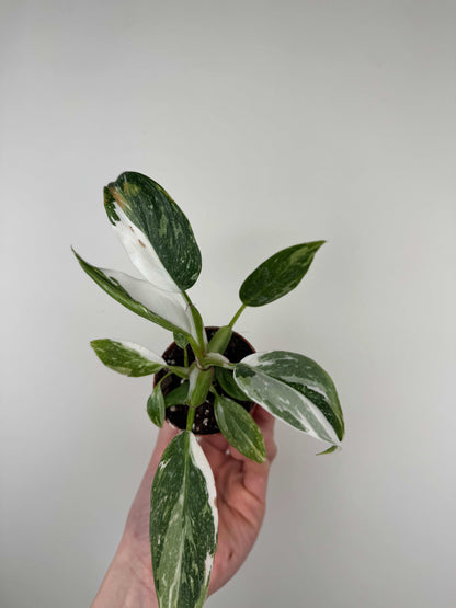 Philodendron "White Princess"