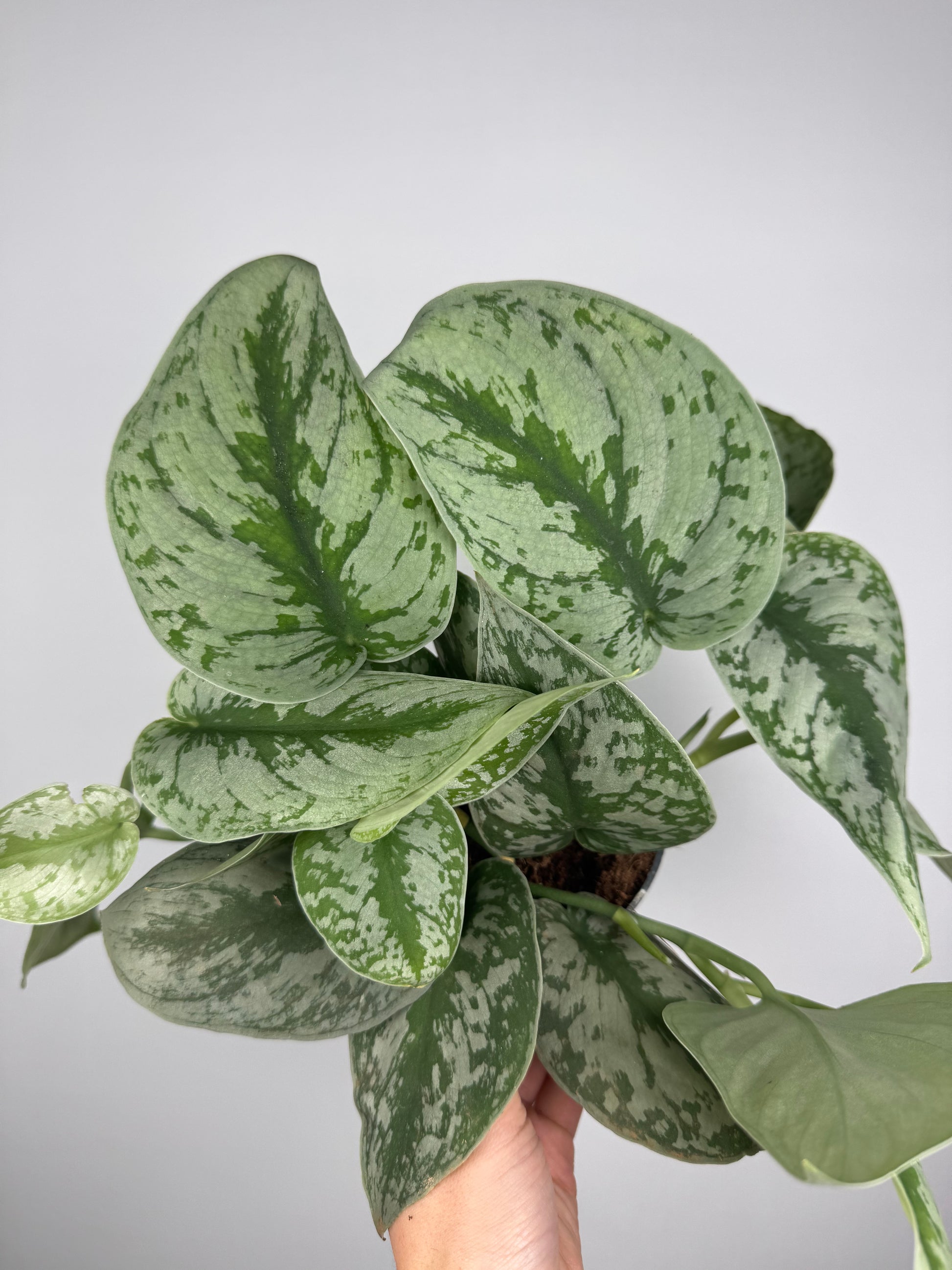 Scindapsus Pictus “Trebie”