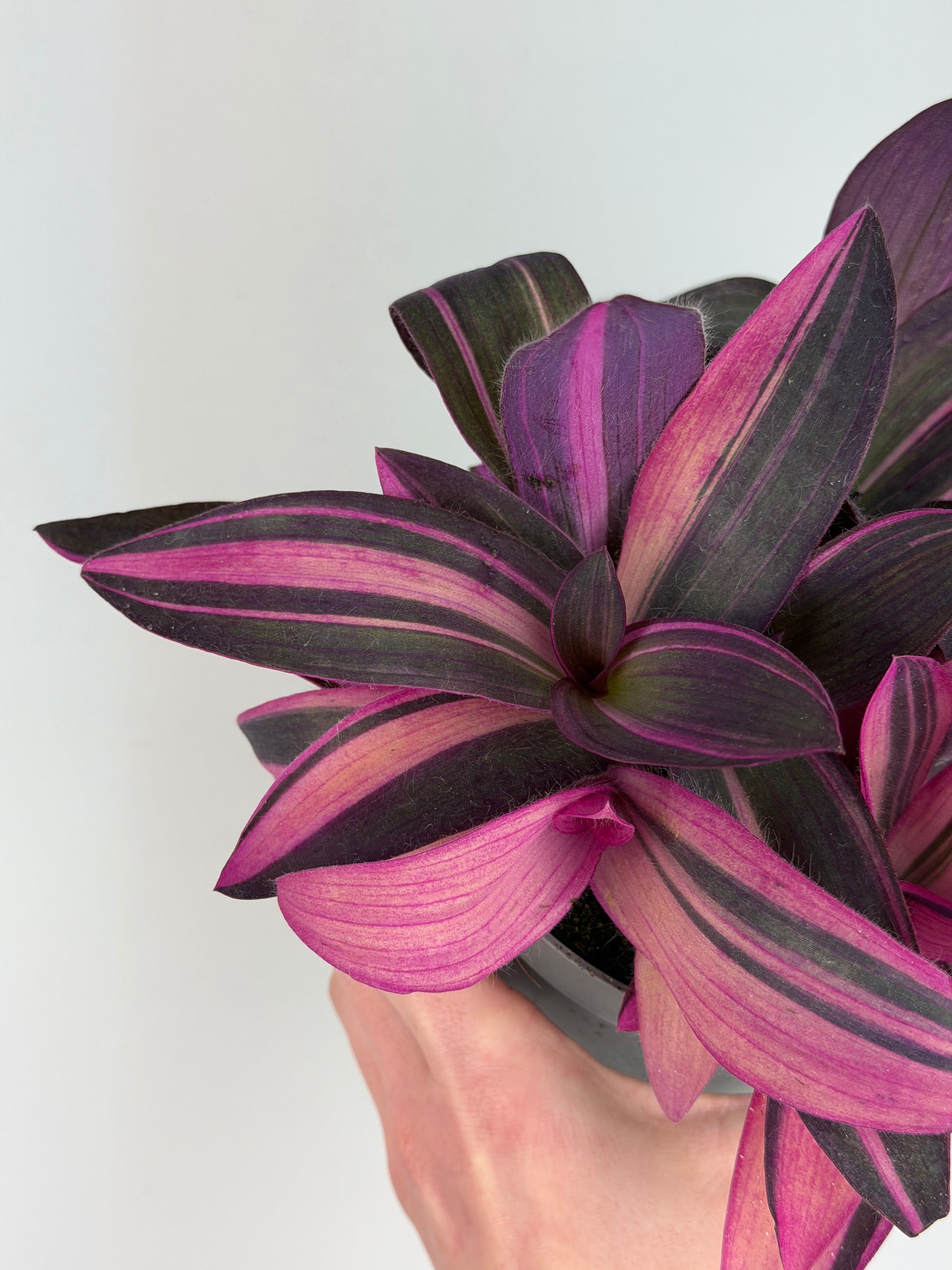 Tradescantia 'Purple Heart' Pink Stripe Tradescantia Tropical Corner