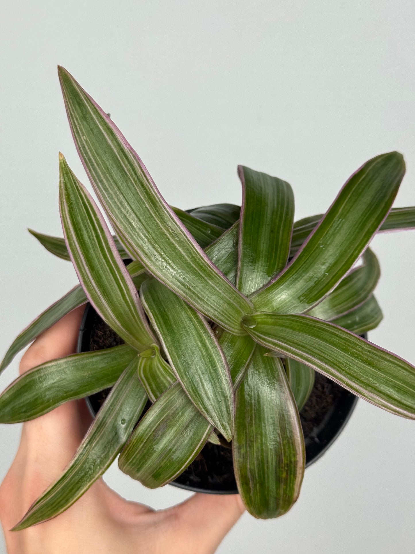 Tradescantia Spathacea | Orelia