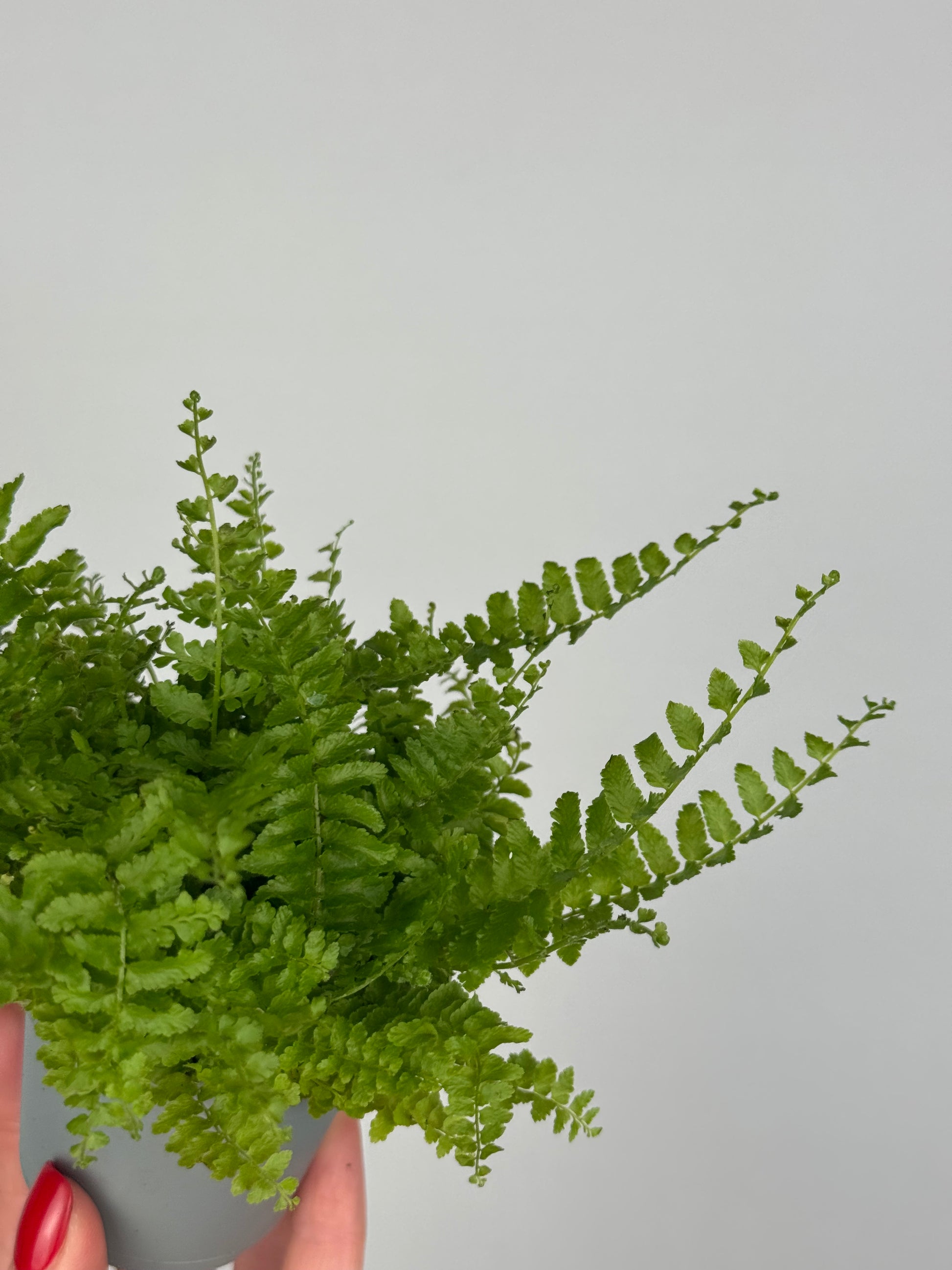 Nephrolepis exaltata “Green Fantasy”