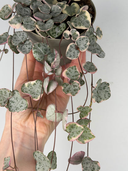 Ceropegia woodii 'String of hearts' variegata Ceropegia Tropical Corner “M” 9 cm