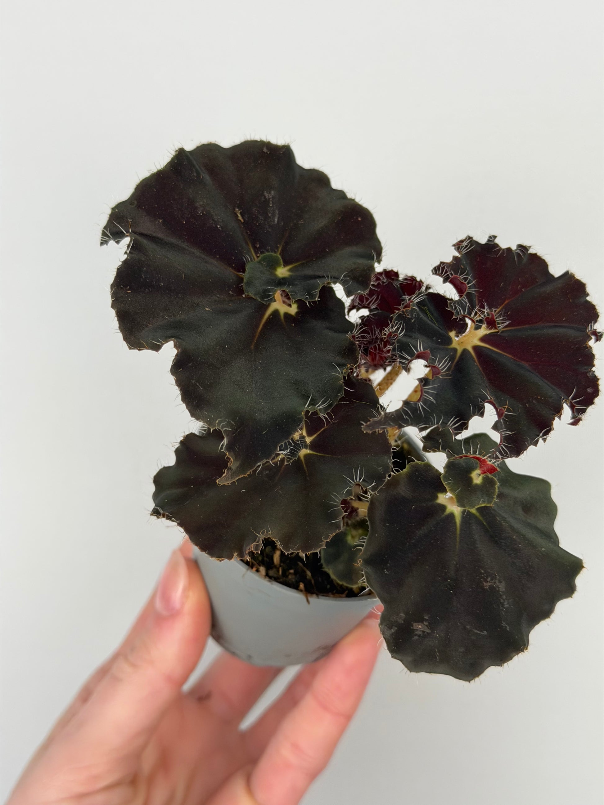 Begonia 'Dark Mambo'