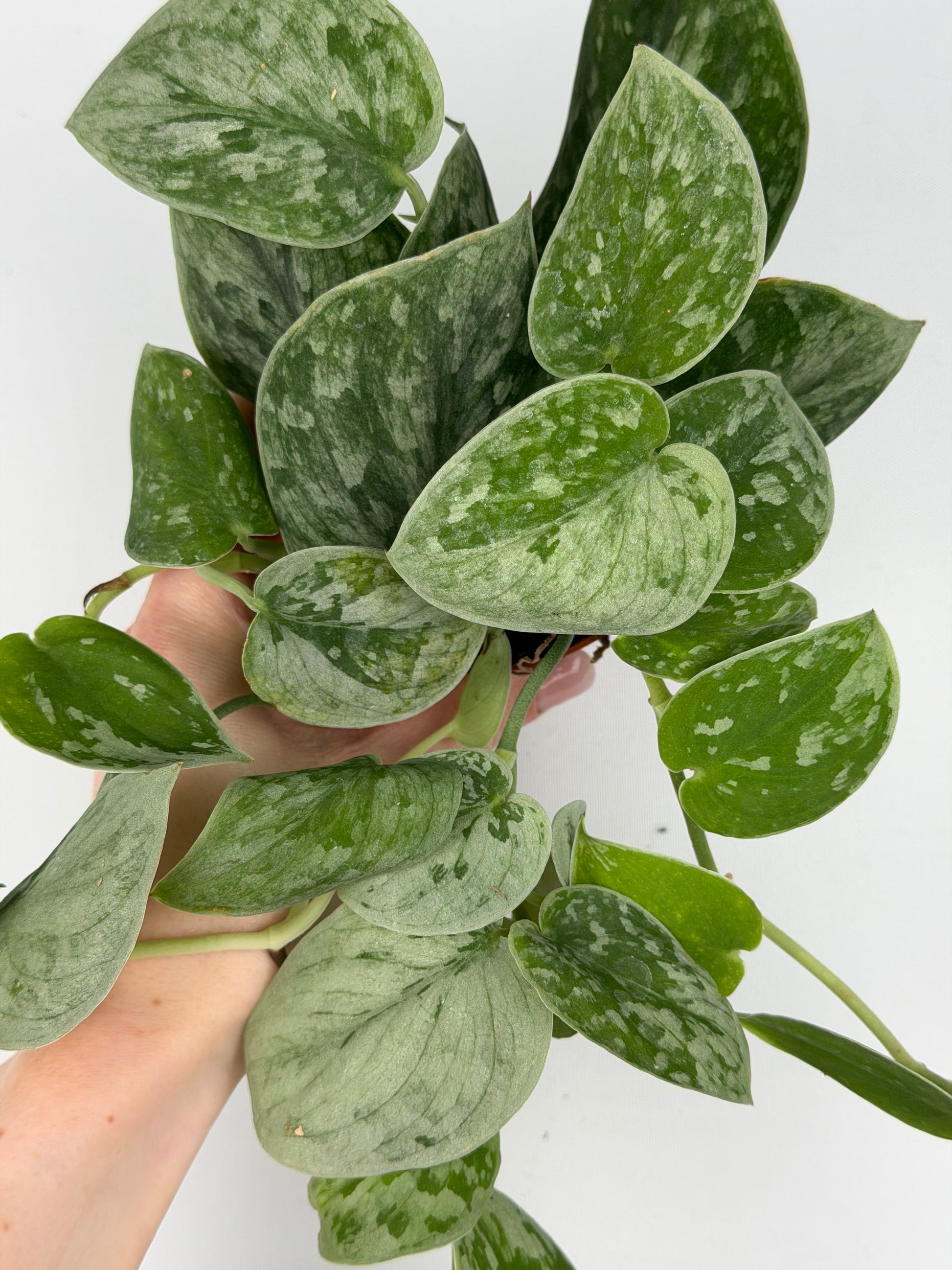Scindapsus Pictus 'Silvery Ann' Scindapsus Tropical Corner