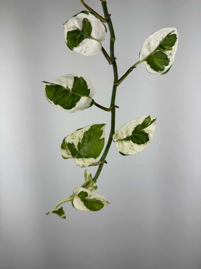 Epipremnum N’Joy | Nicolò