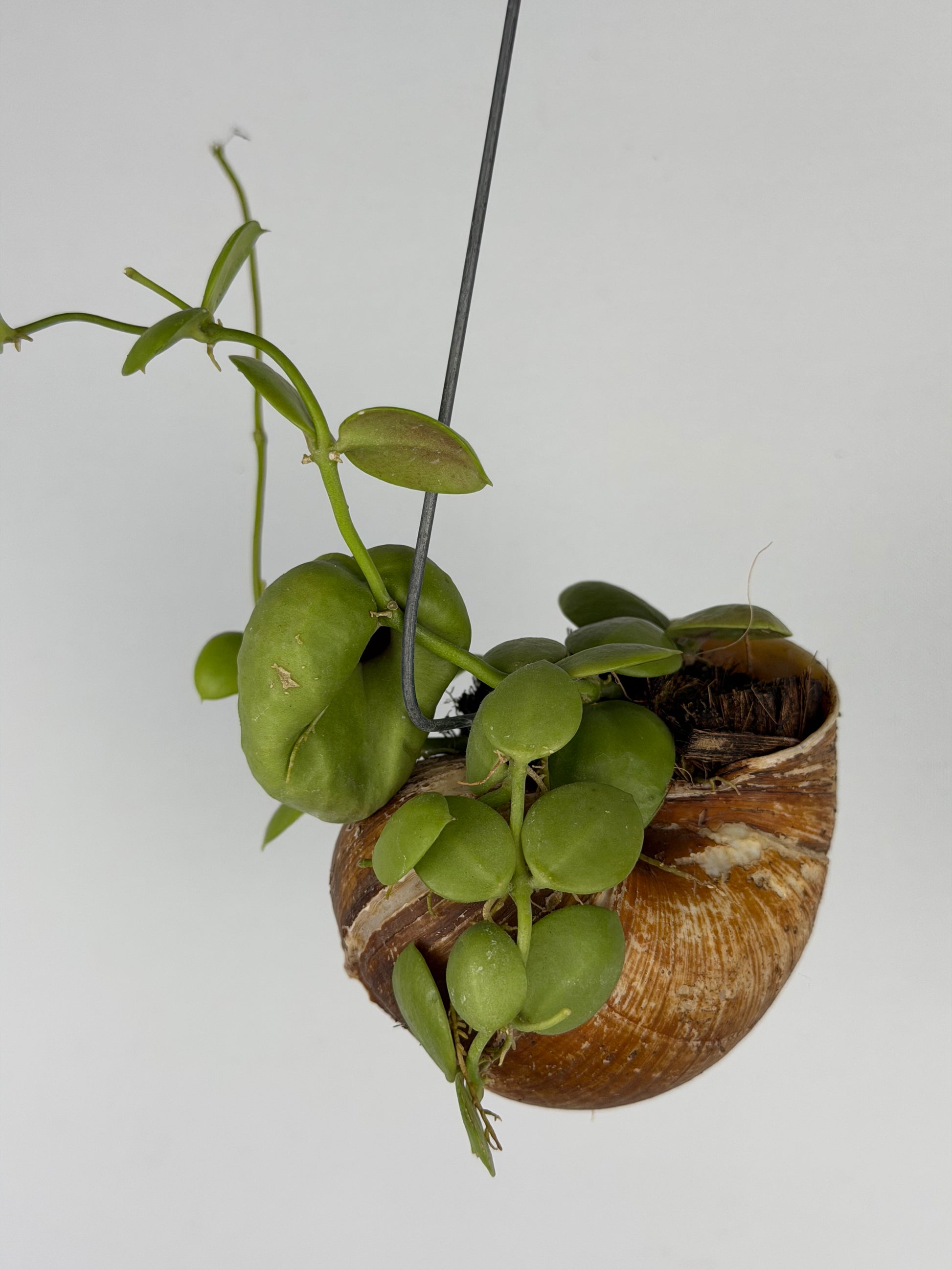 Dischidia 'Pectinoides' | Shelly hag Dischidia Tropical Corner