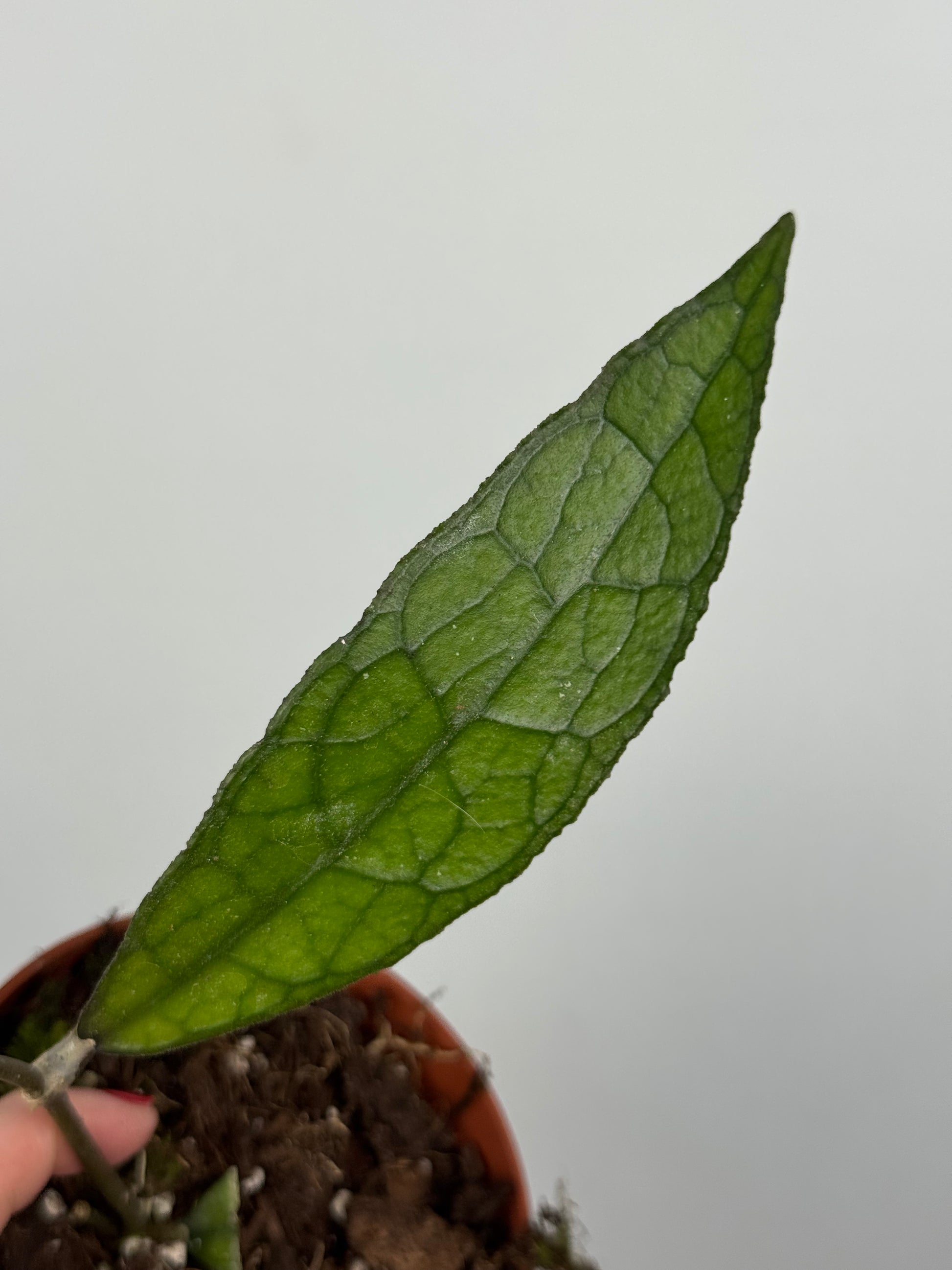 Hoya Clemensiorum Sumatra