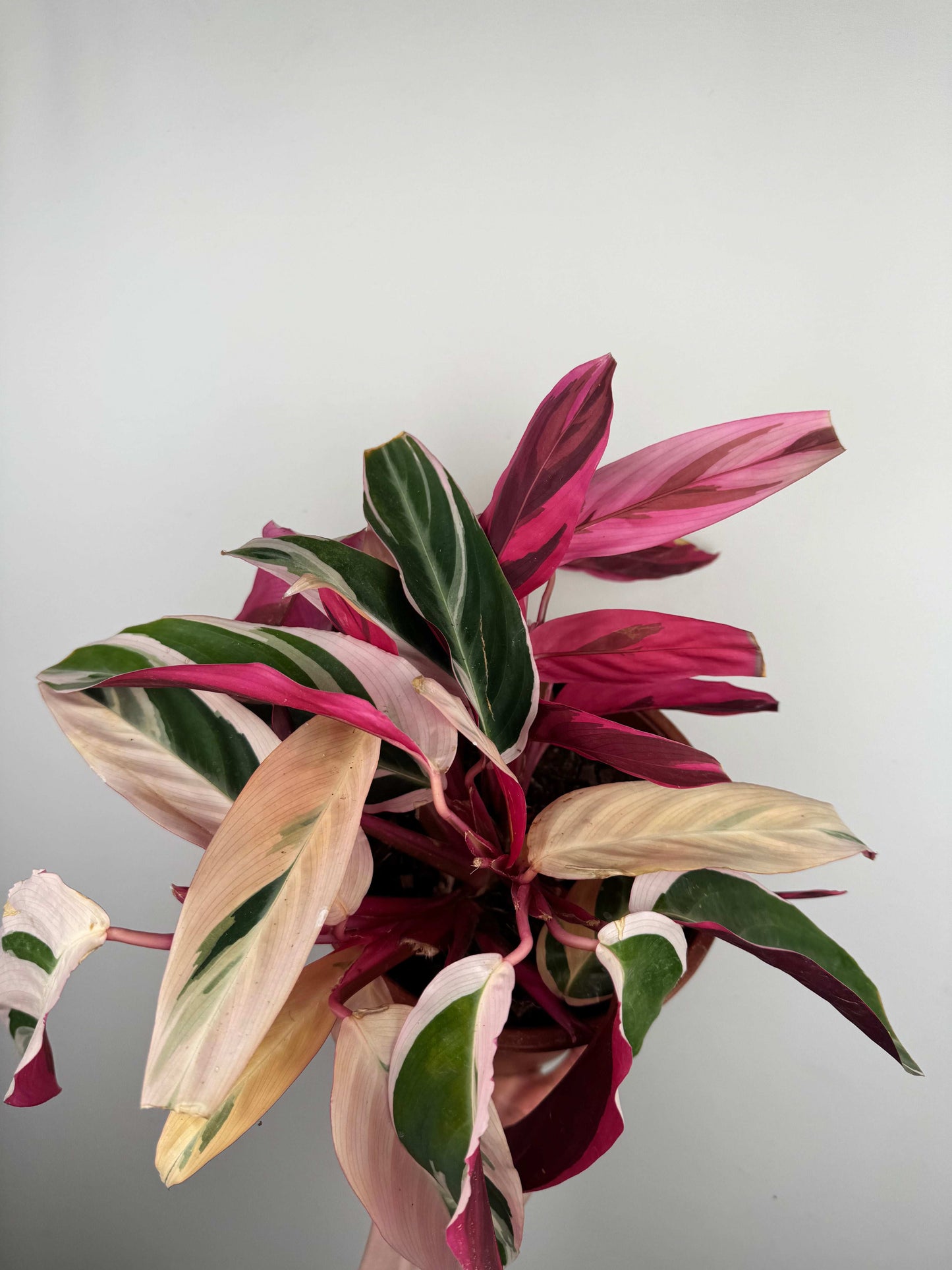 Stromanthe Sanguinea “Triostar” | Valeria