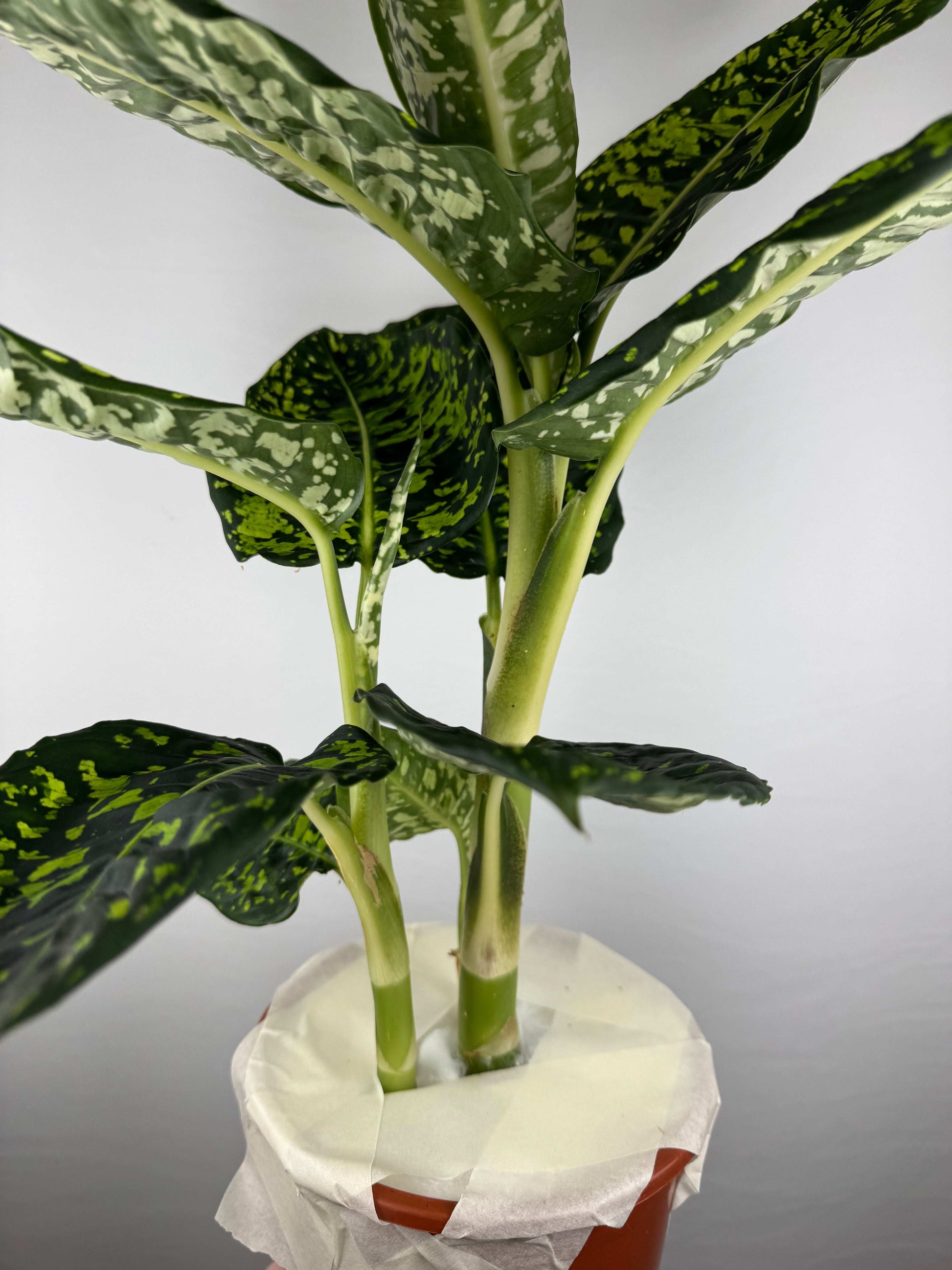 Dieffenbachia “Reflector”