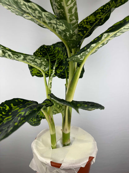Dieffenbachia “Reflector”