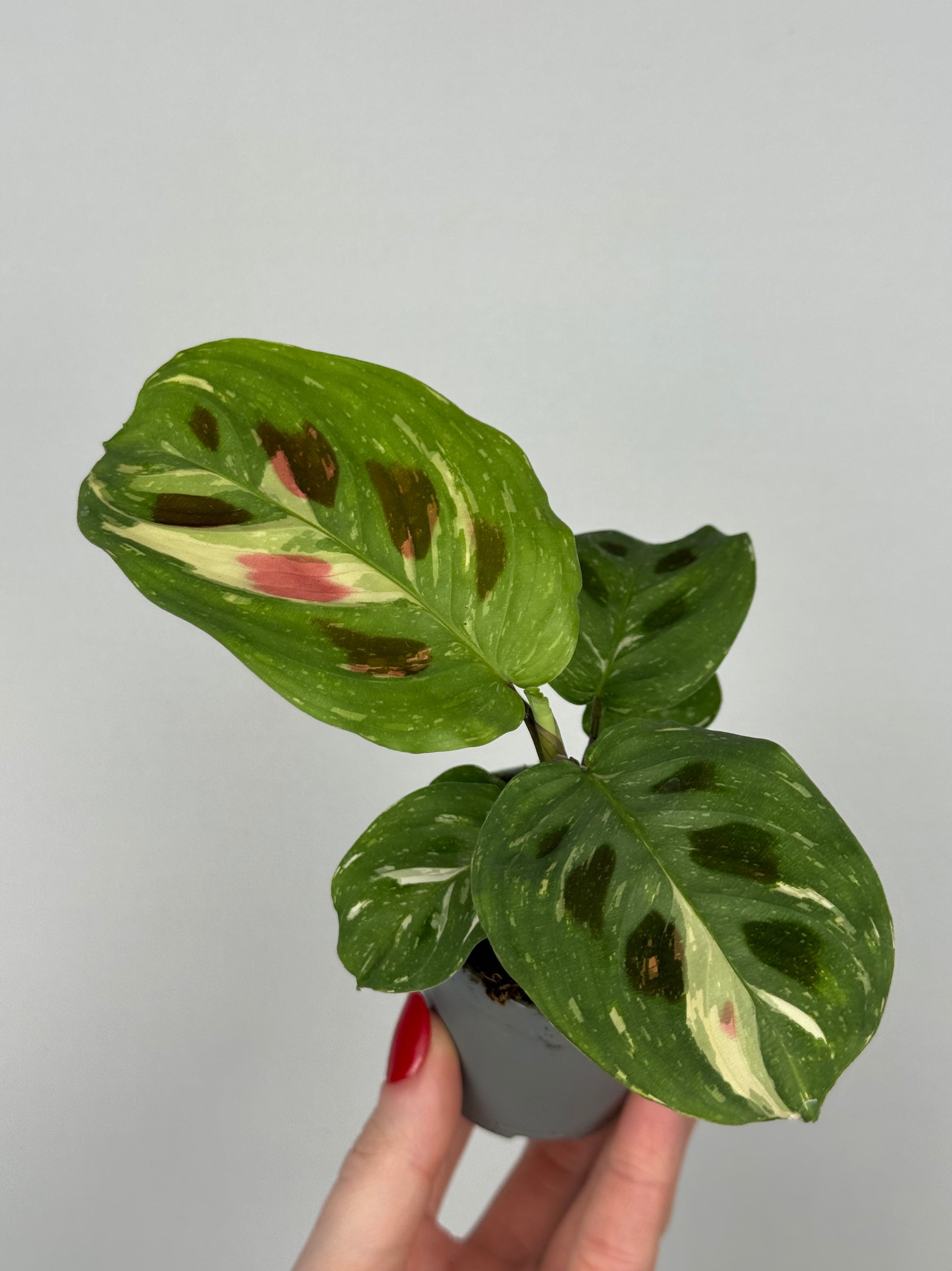 Maranta Leuconeura “Kerchoveana” variegata