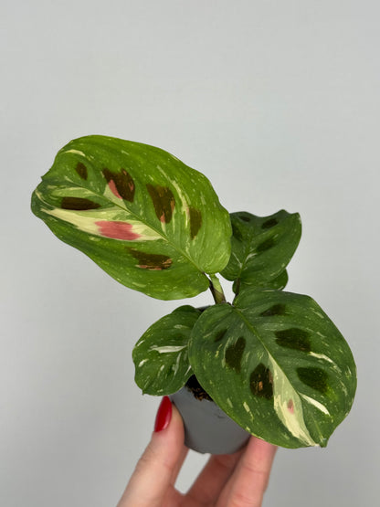 Maranta Leuconeura “Kerchoveana” variegata