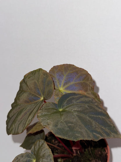 Begonia Pavonina