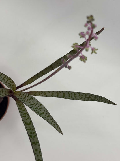 Scilla Violacea | Ledebouria