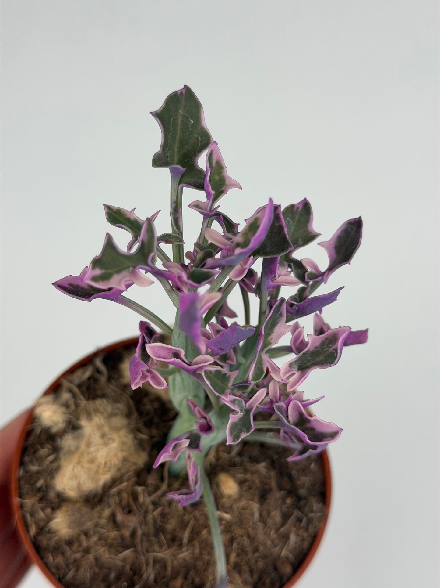 Senecio Articulatus Variegata Tropical Corner