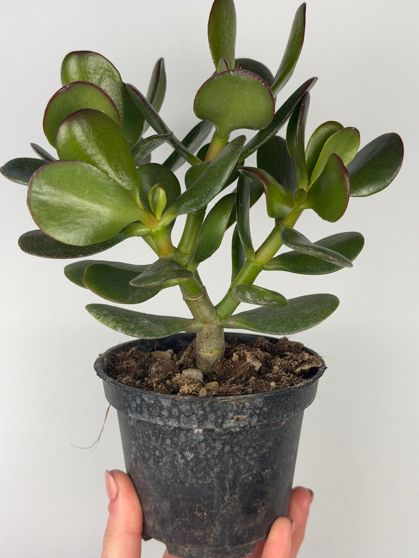 Crassula ovata Crassula Tropical Corner