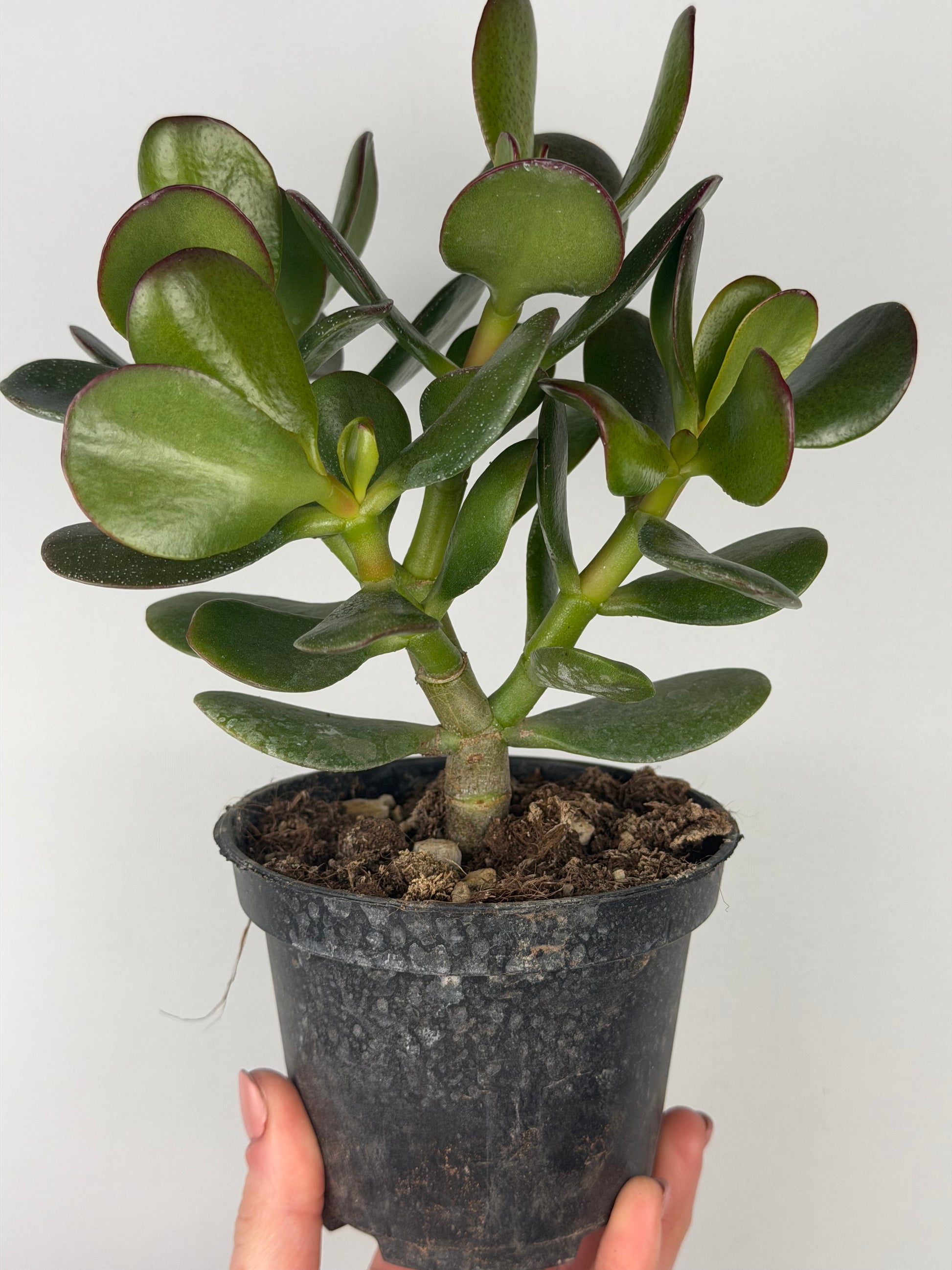 Crassula ovata Crassula Tropical Corner