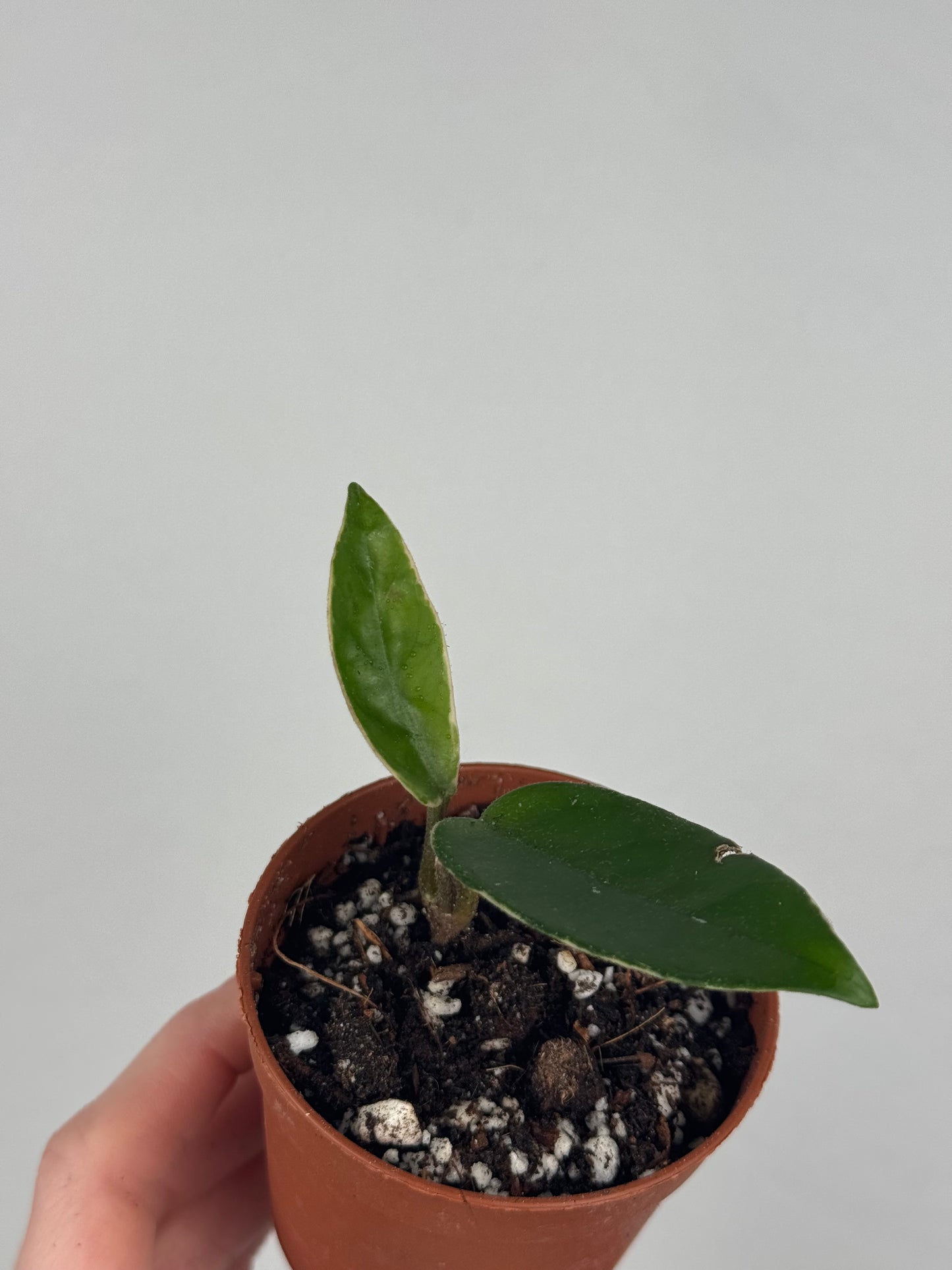 Hoya Krimson Queen | Zelda