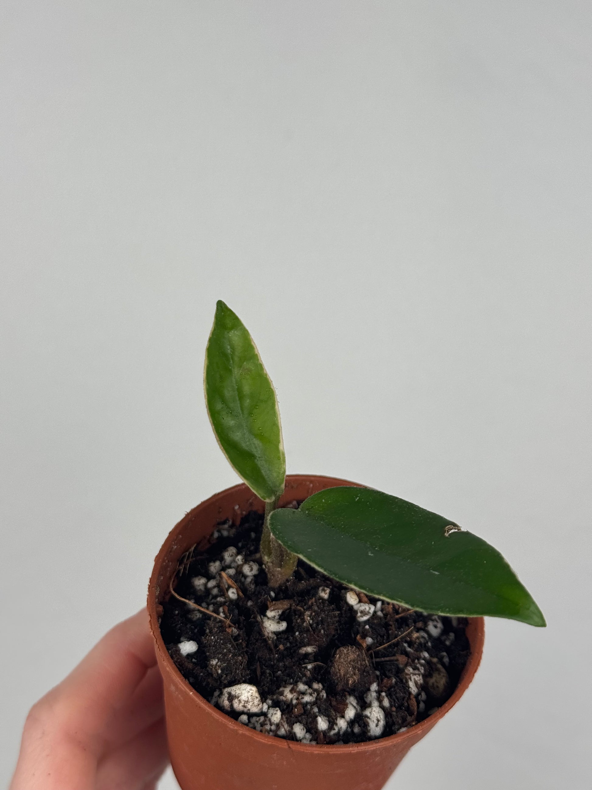 Hoya Krimson Queen | Zelda