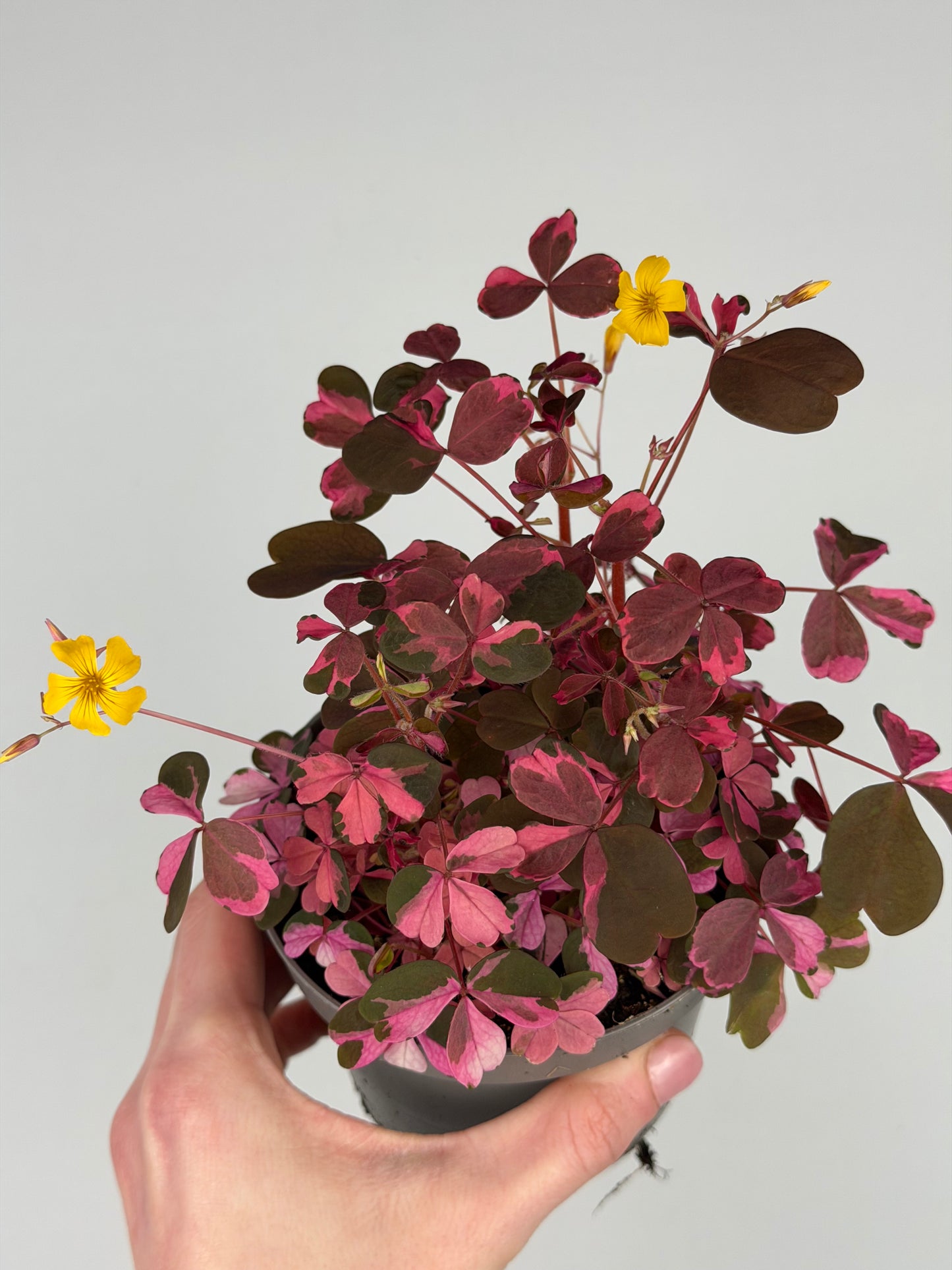 Oxalis Vulcanicola 'Plum Crazy' Oxalis Tropical Corner