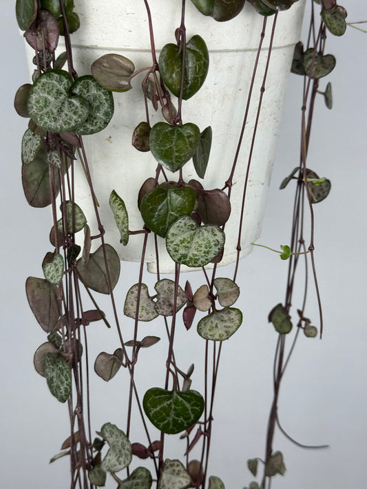 Ceropegia Woodii | Silvie