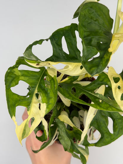 Monstera Adansonii Variegata Monstera Tropical Corner