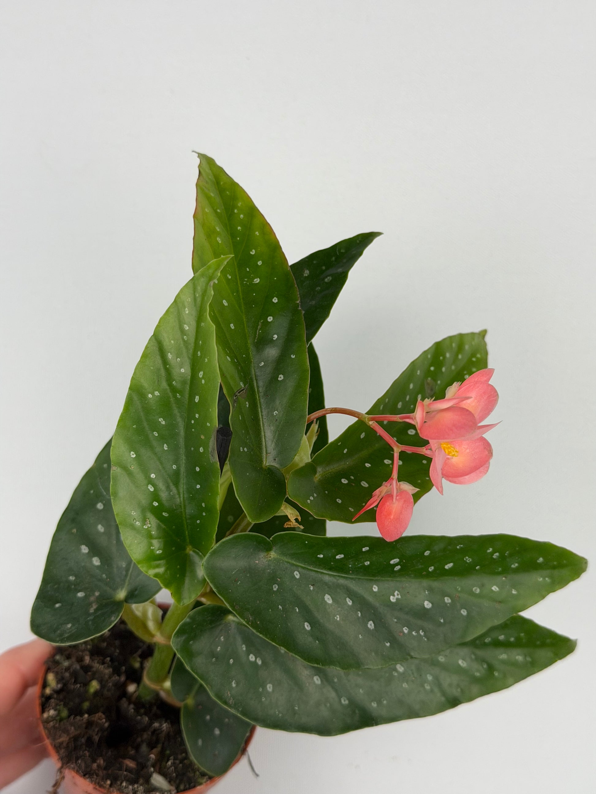Begonia Albopicta