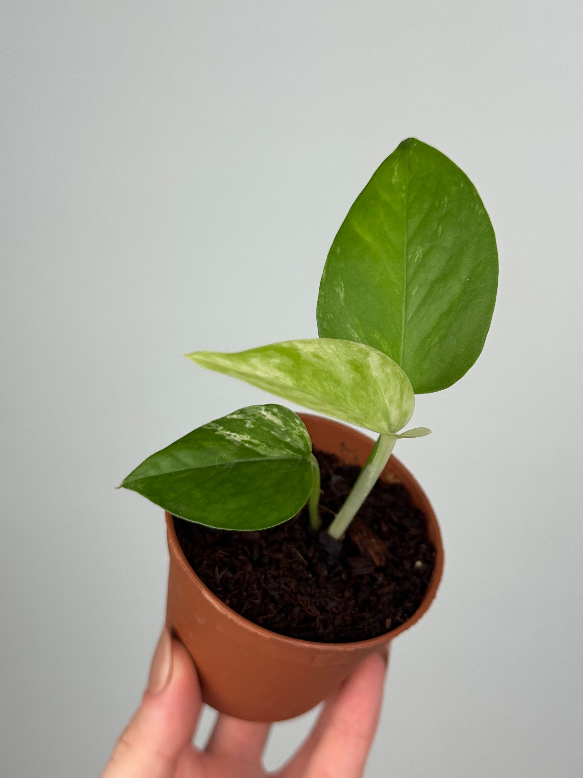 Epipremnum Marble Queen | Oris