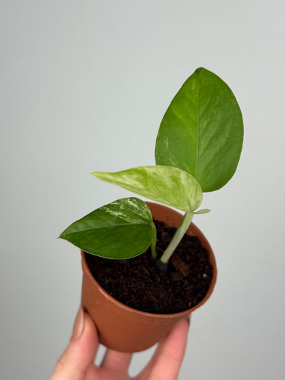 Epipremnum Marble Queen | Oris