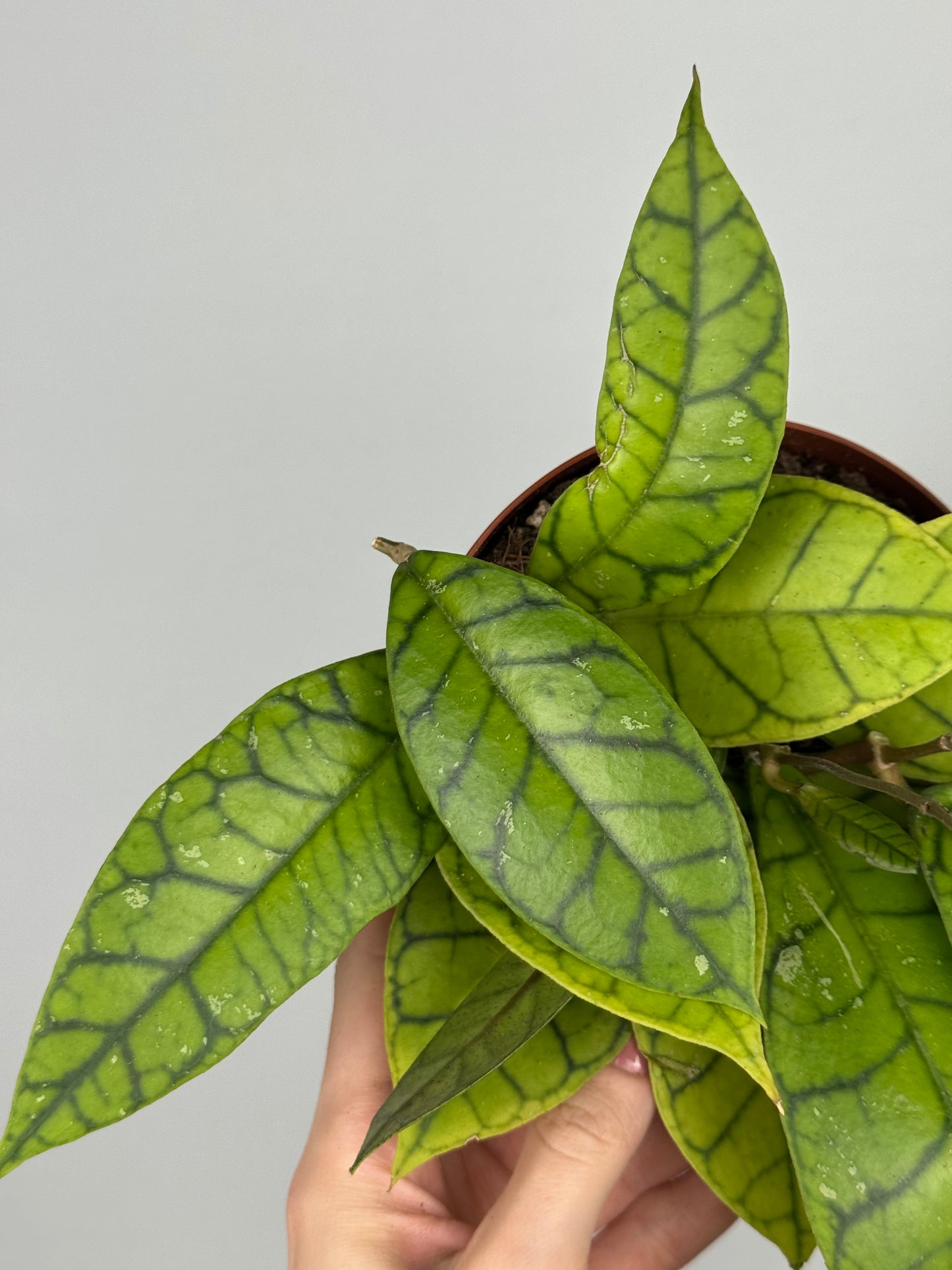 Hoya Callistophylla 'KAL 16'