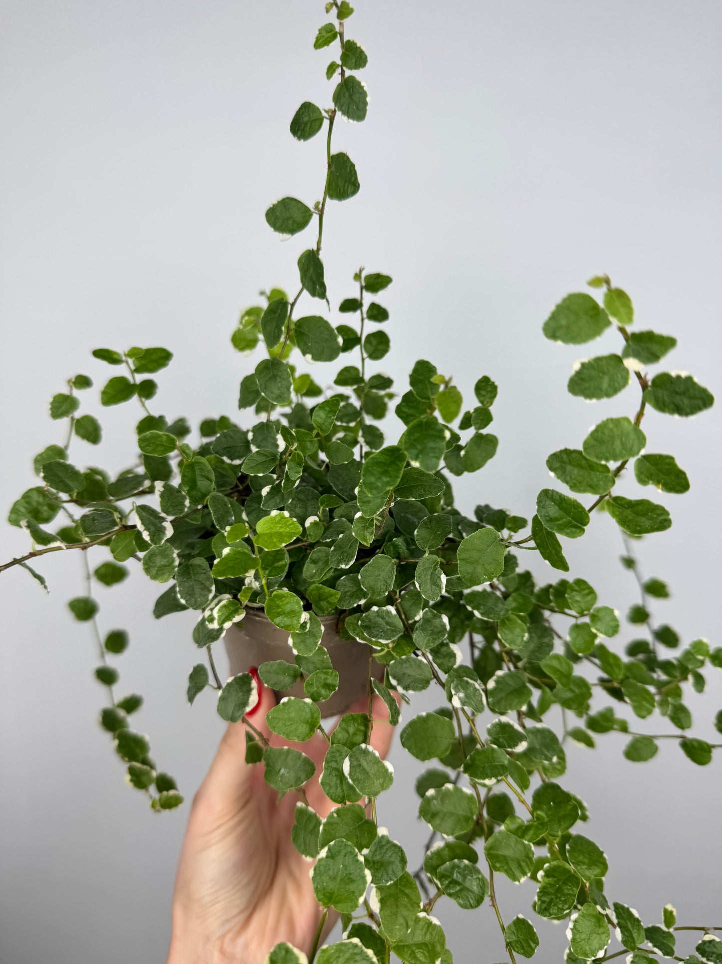 Ficus Pumila “White Sunny”