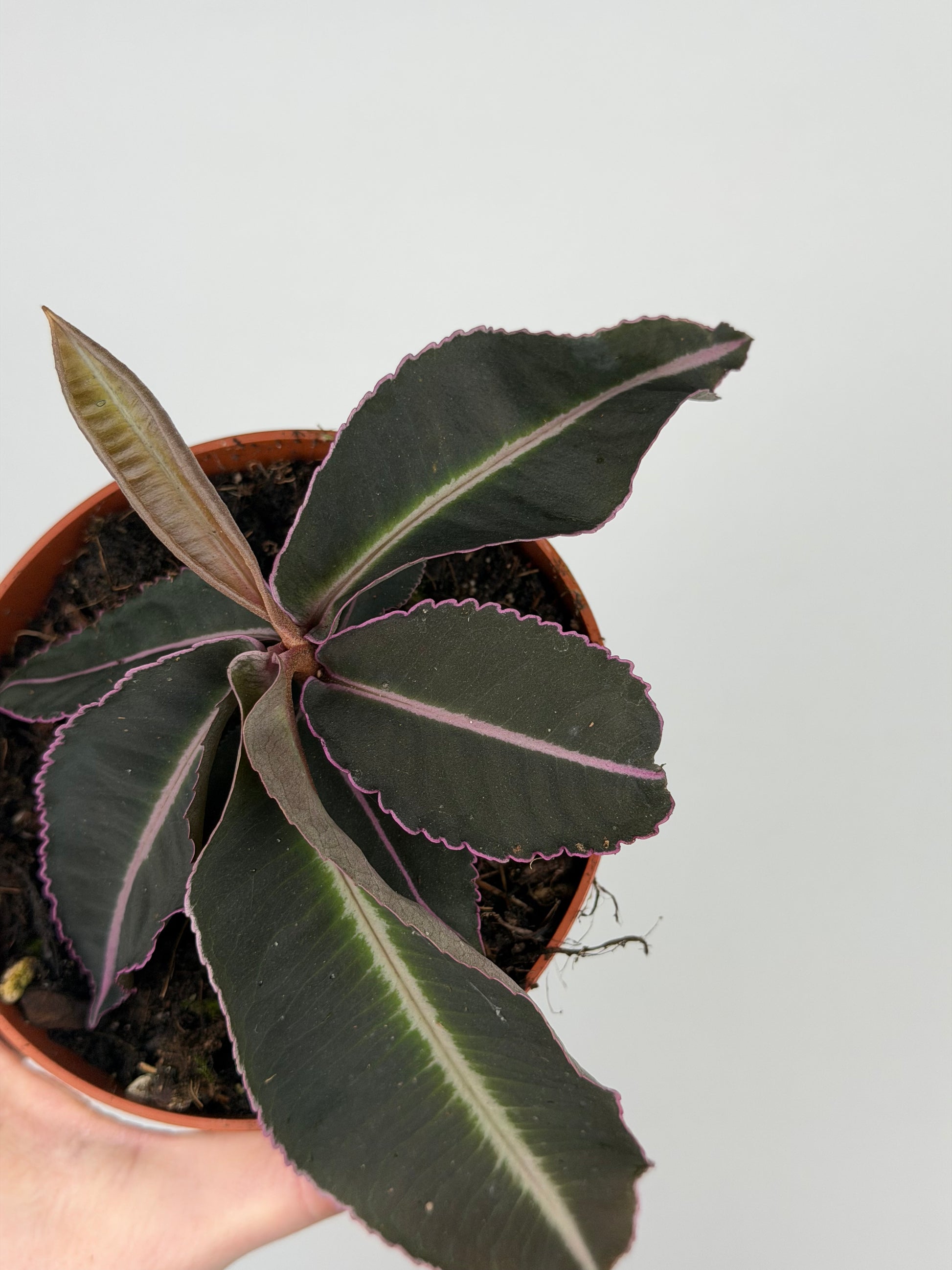 Labisia Pumila 'Electric Pink' Labisia Tropical Corner