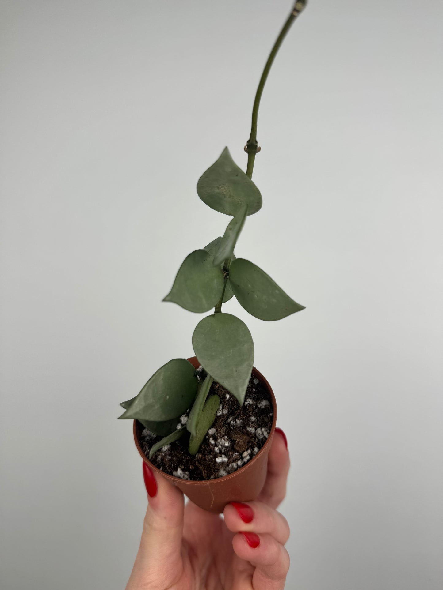 Hoya Krohniana “Eskimo”