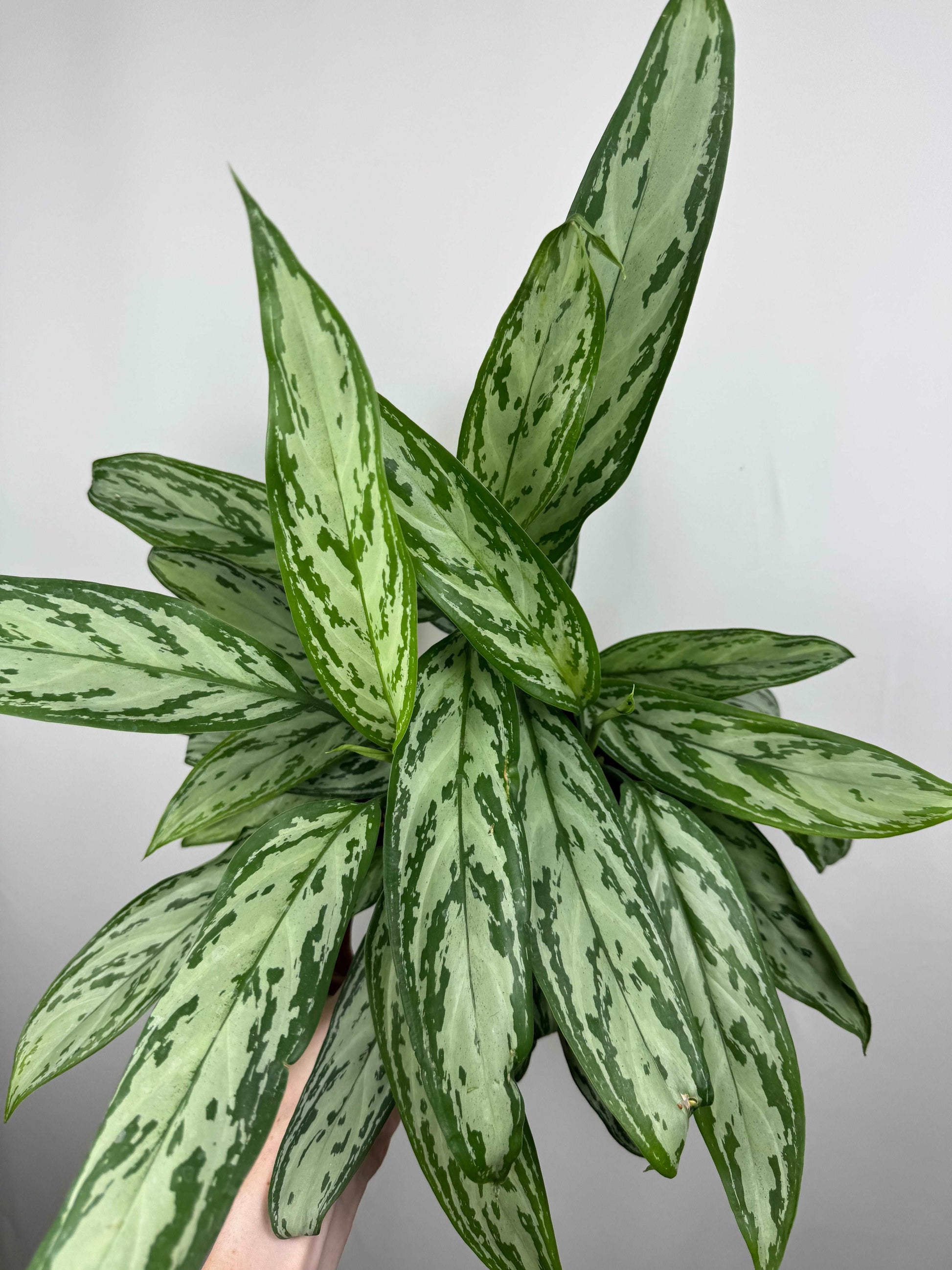 Aglaonema “Silver Queen”