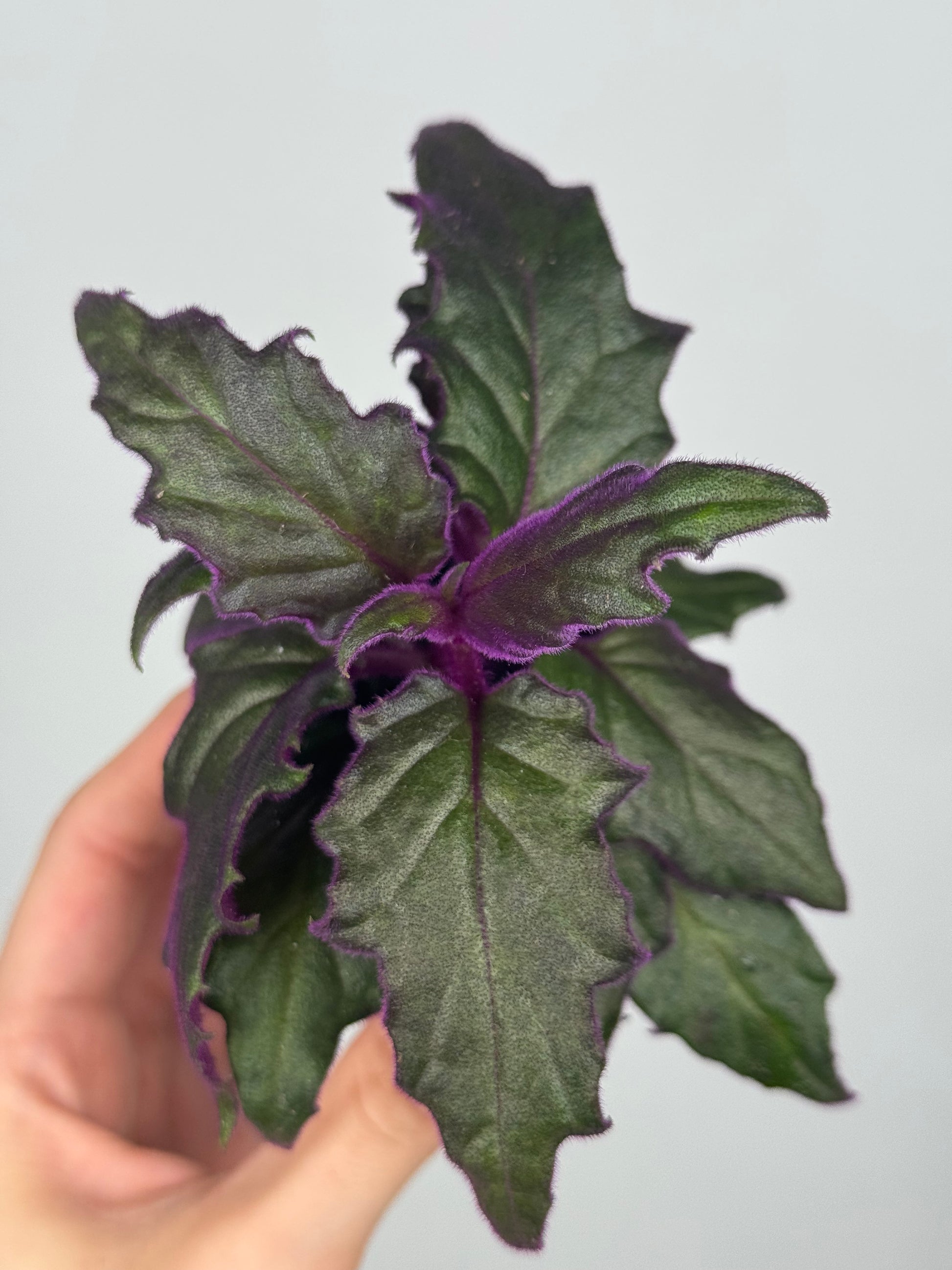 Gynura Aurantiaca “Purple passion”