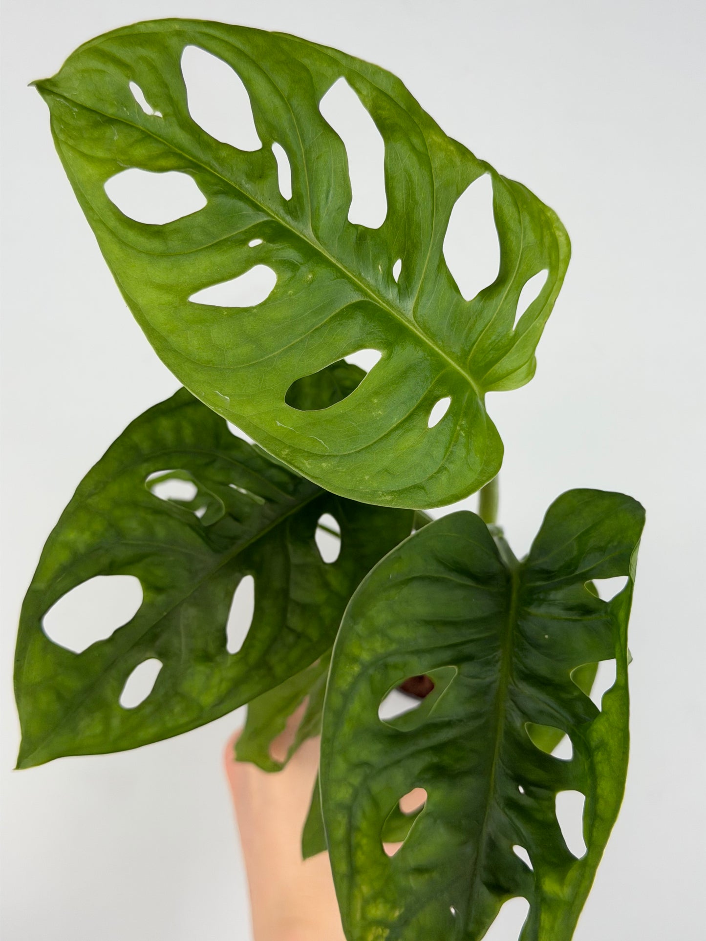 Monstera Adansonii 'Monkey Mask' Monstera Tropical Corner