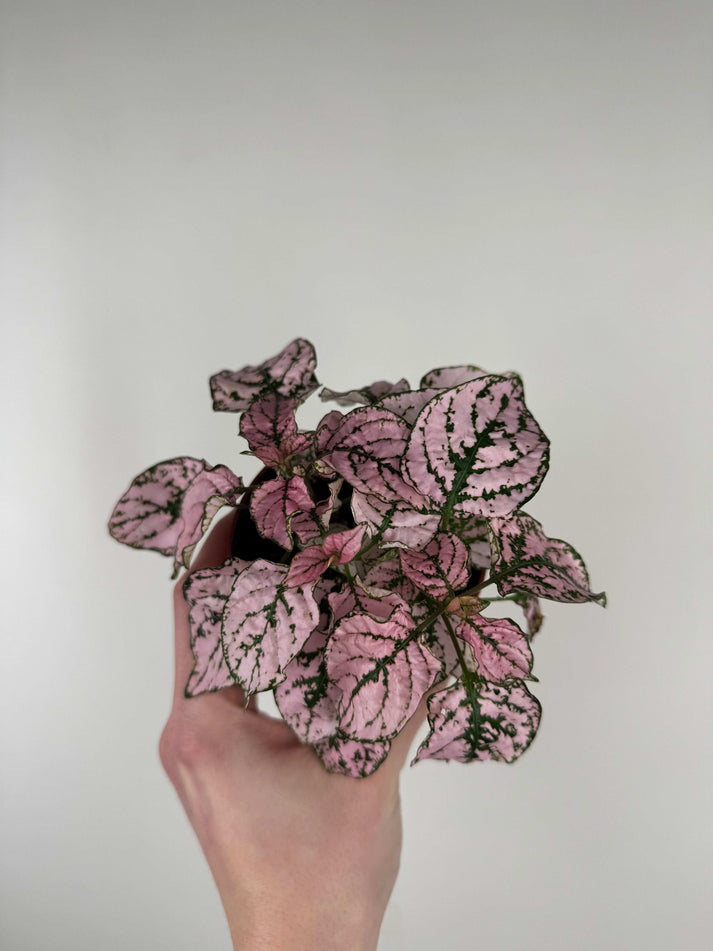 Hypoestes Phyllostachya